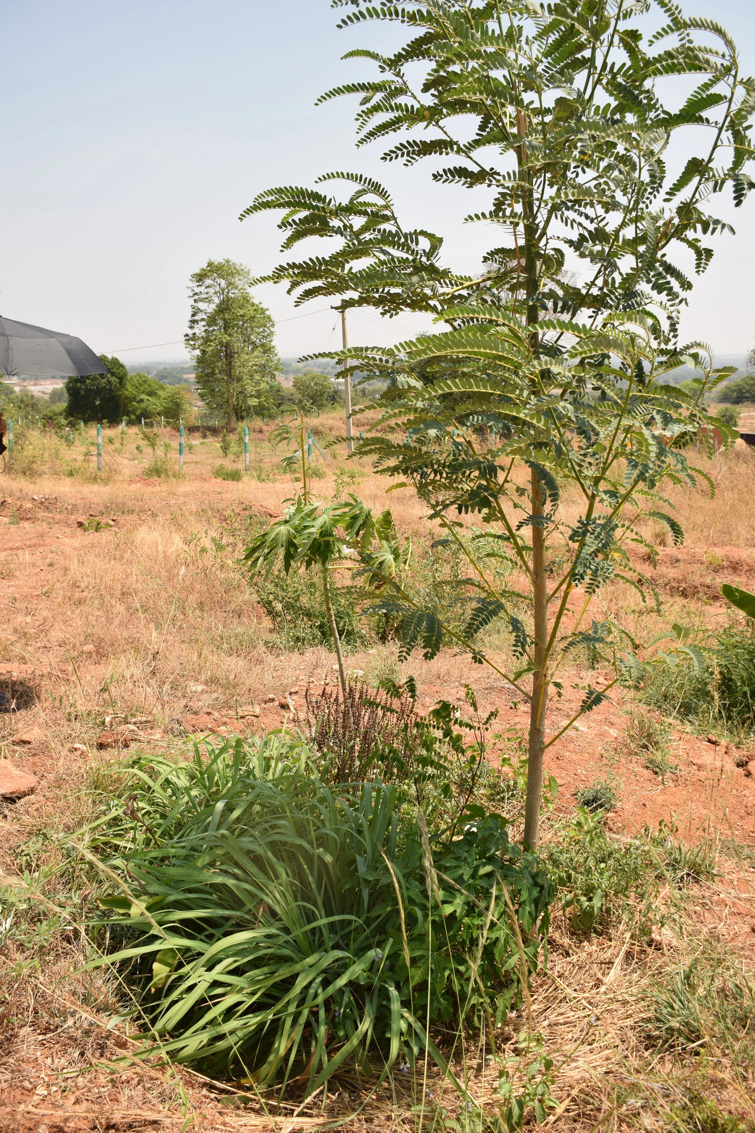 Guild basins after 1 year of planting