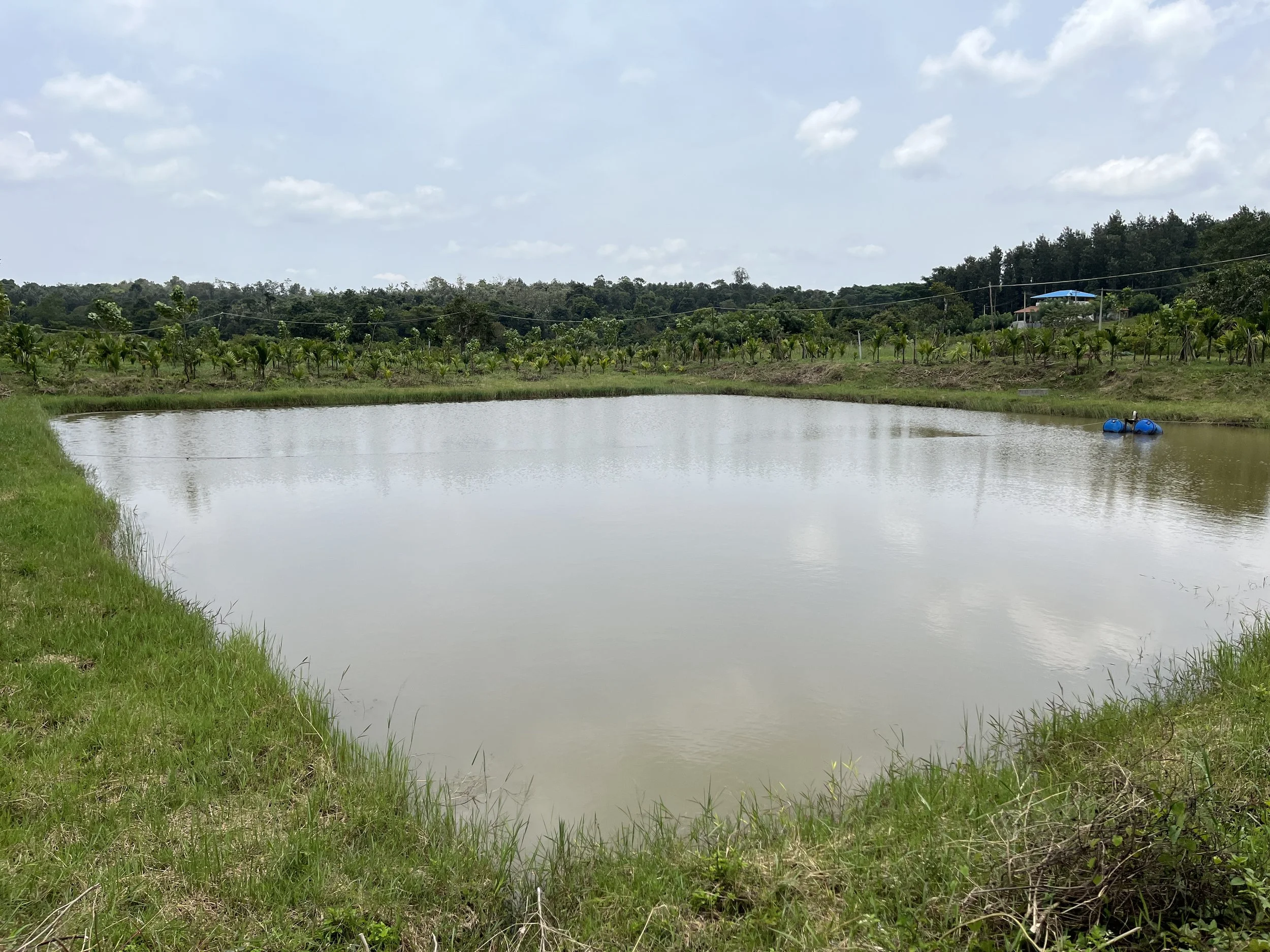 Perennial pond (existing)