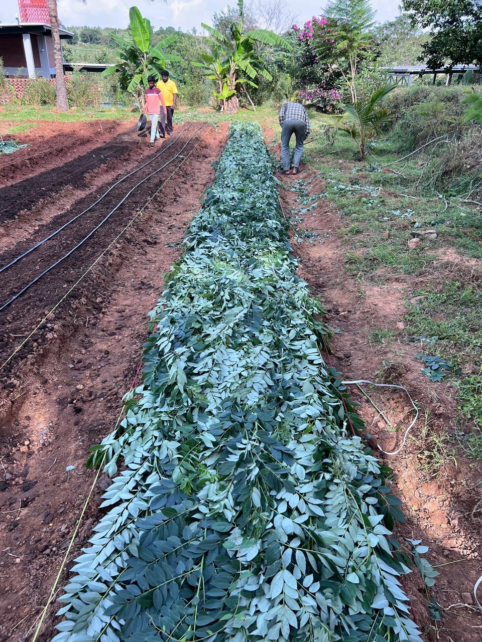 Mulching veggie bed with Glyricidia [photo from client]