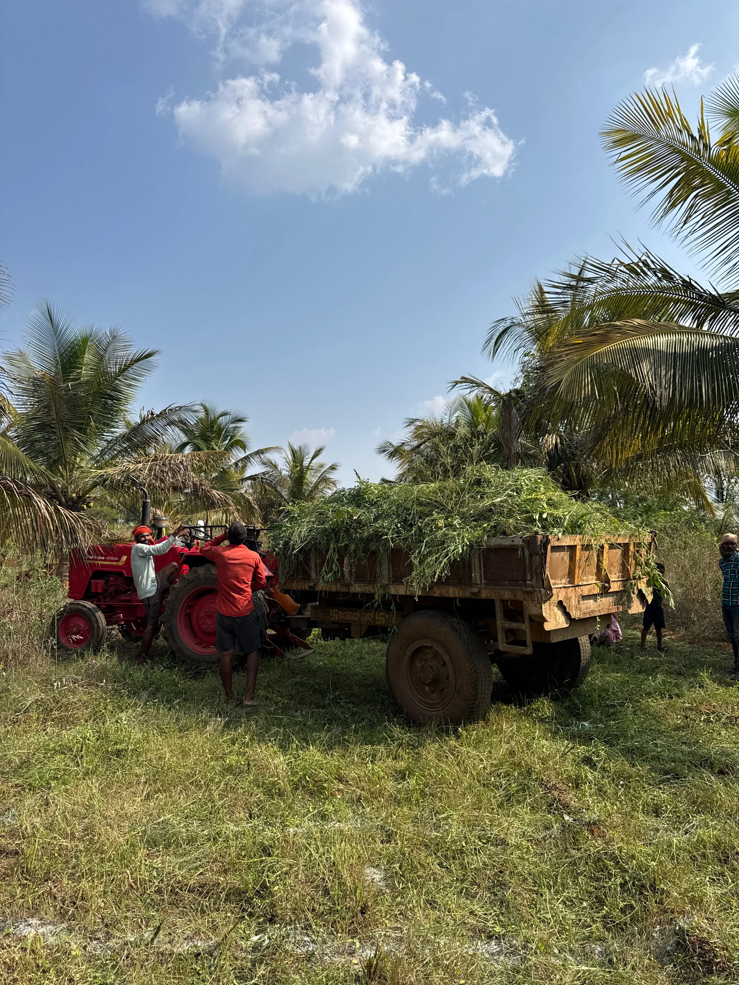 Collecting grasses from the land for filling pits