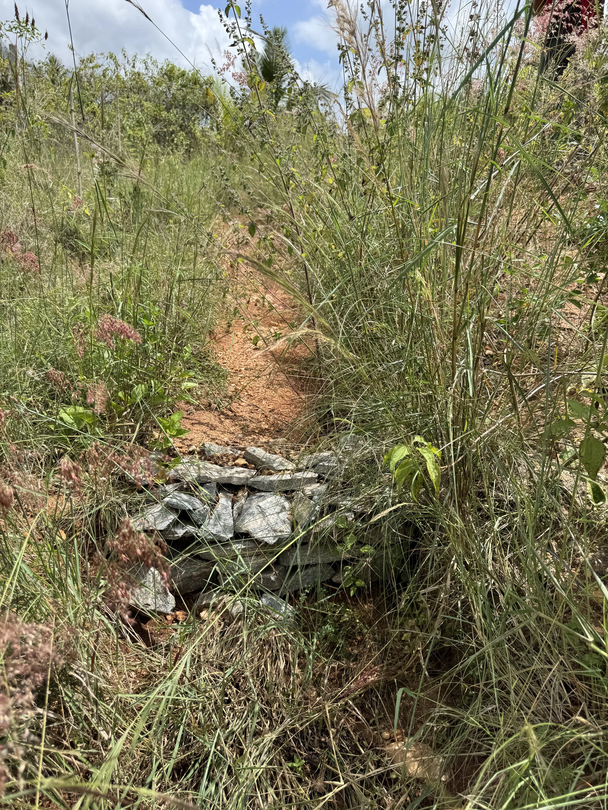 Gulley plugs above P1 caught over 1 ft of silt between April and October '25. This silt is fantastic for use in a nursery or in vegetable beds
