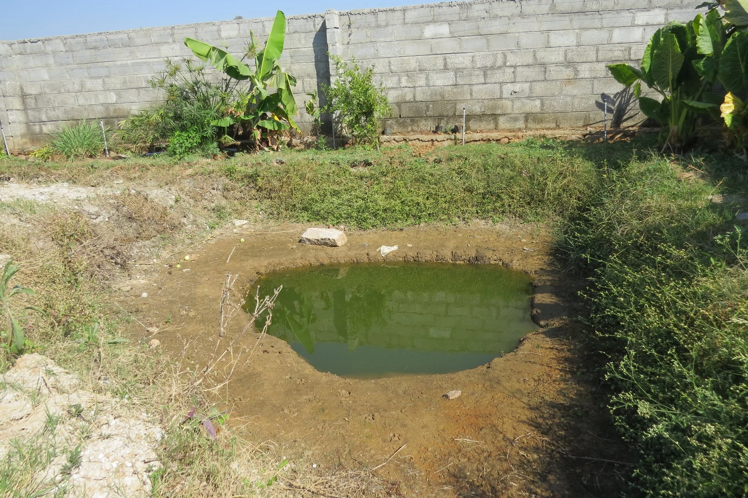 Pond in dry season