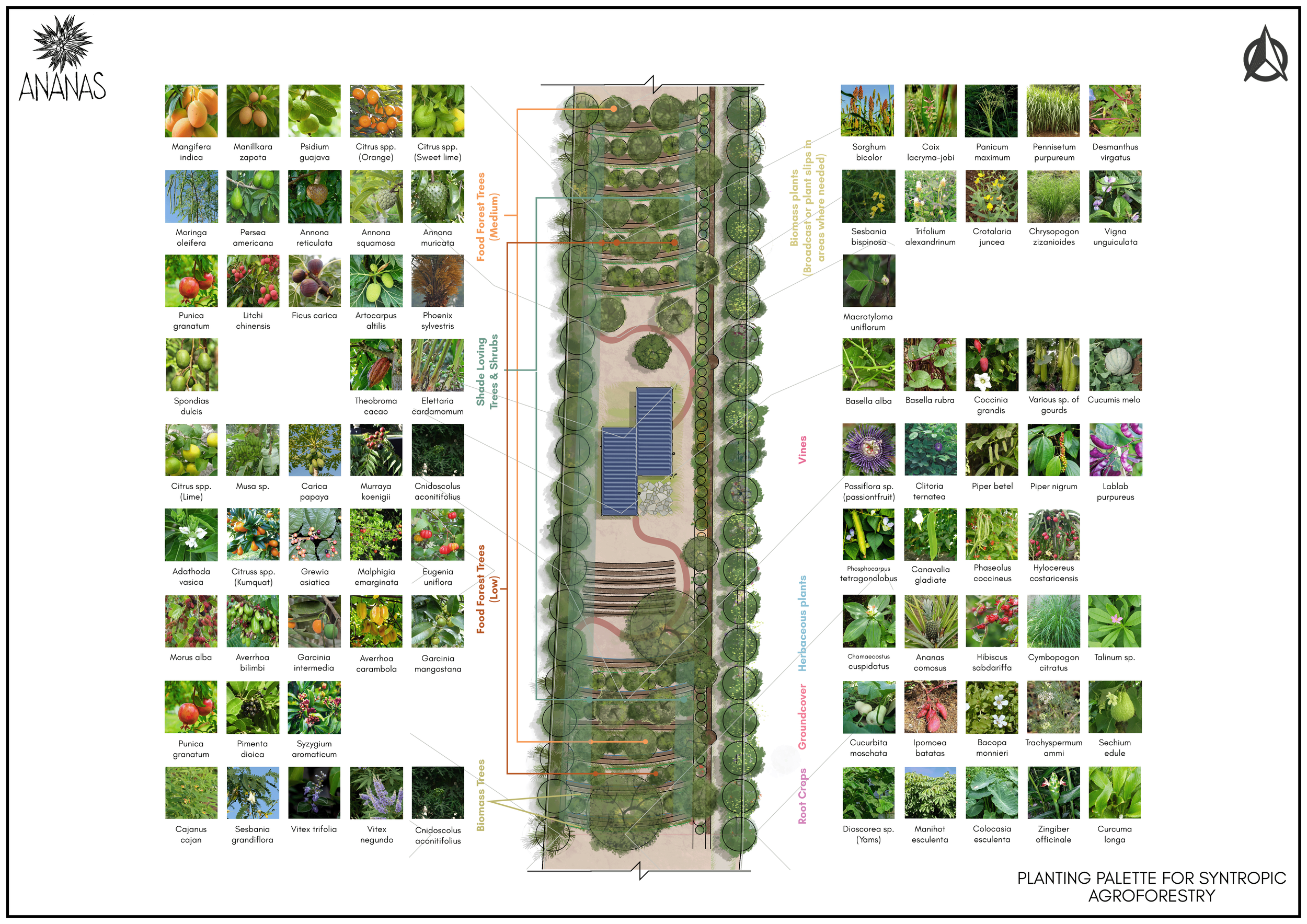 Planting for Syntropic food forest