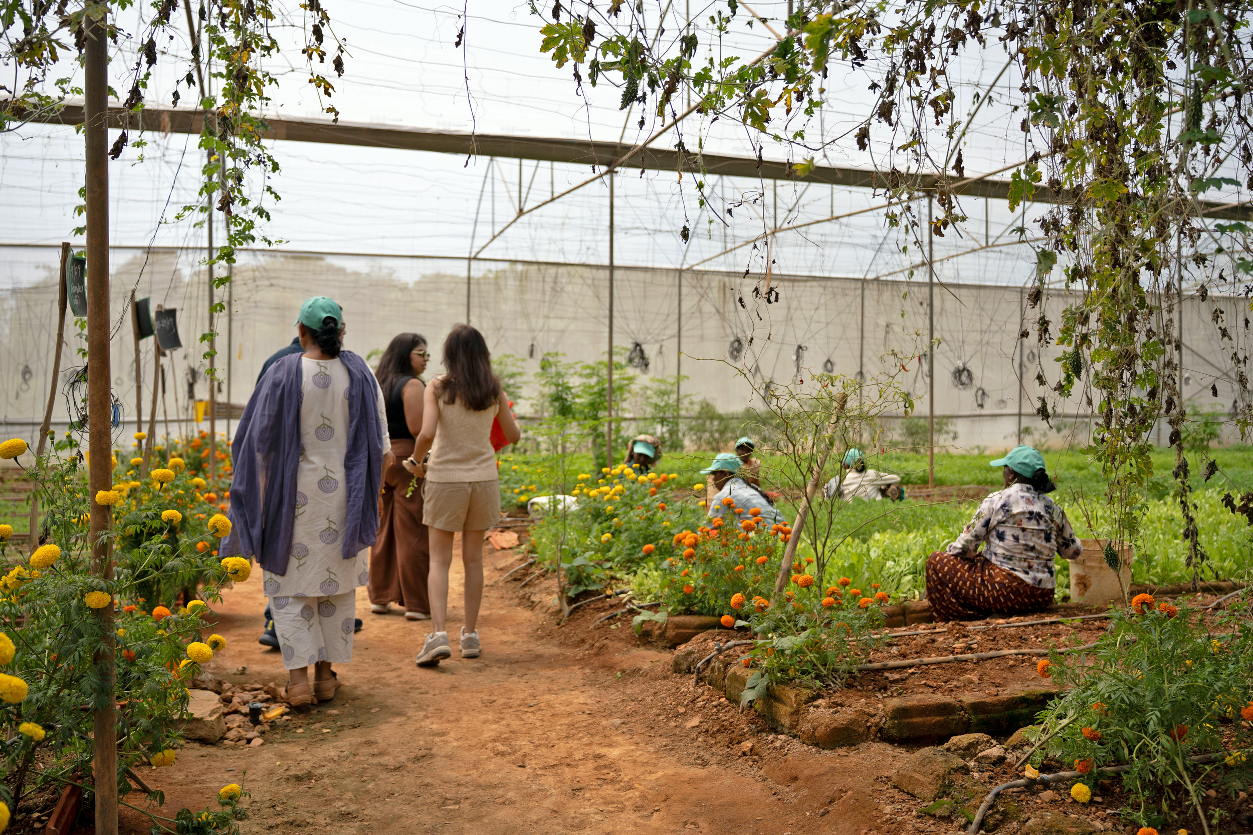 Vegetable production 