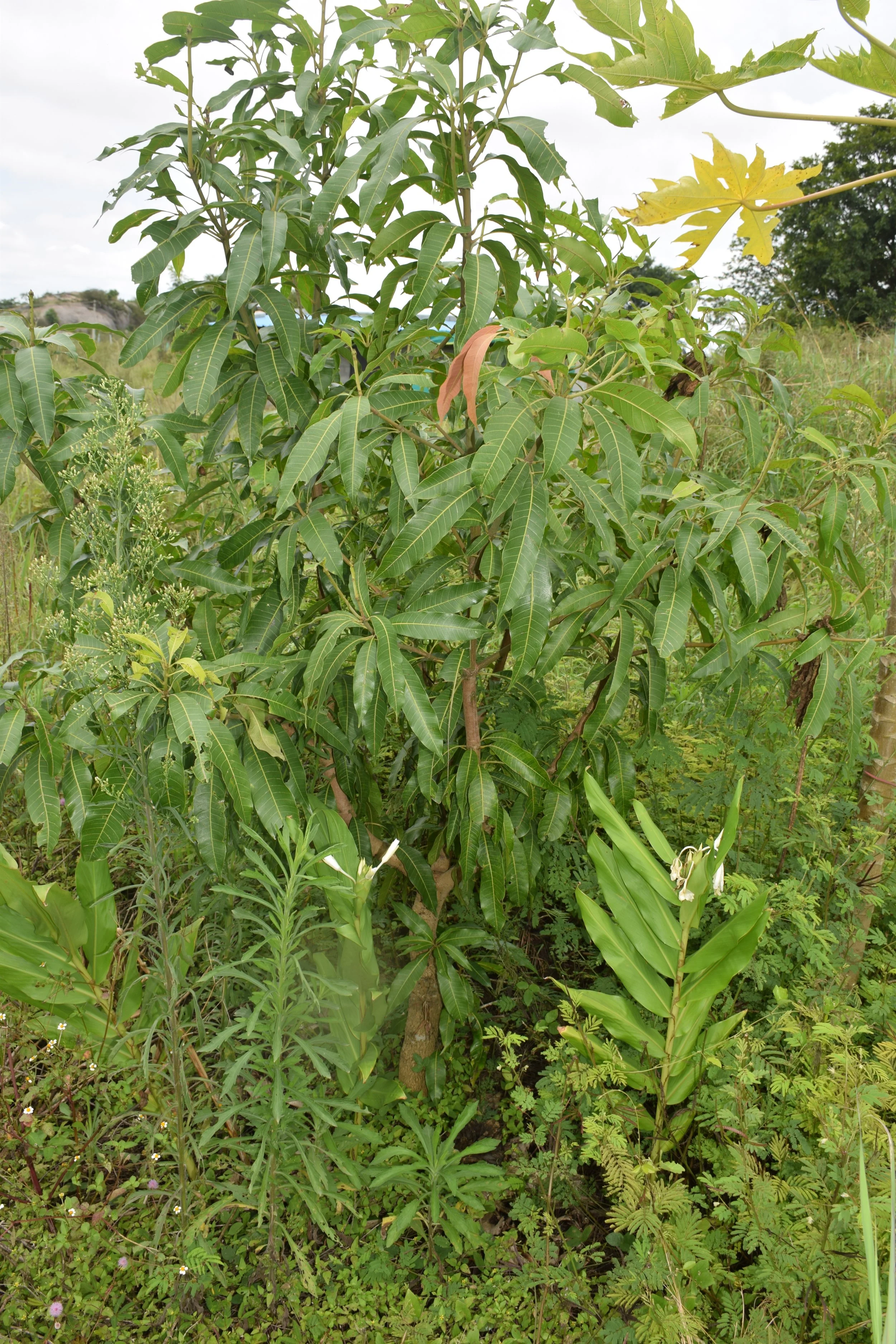 Guilds 2 years after implementation