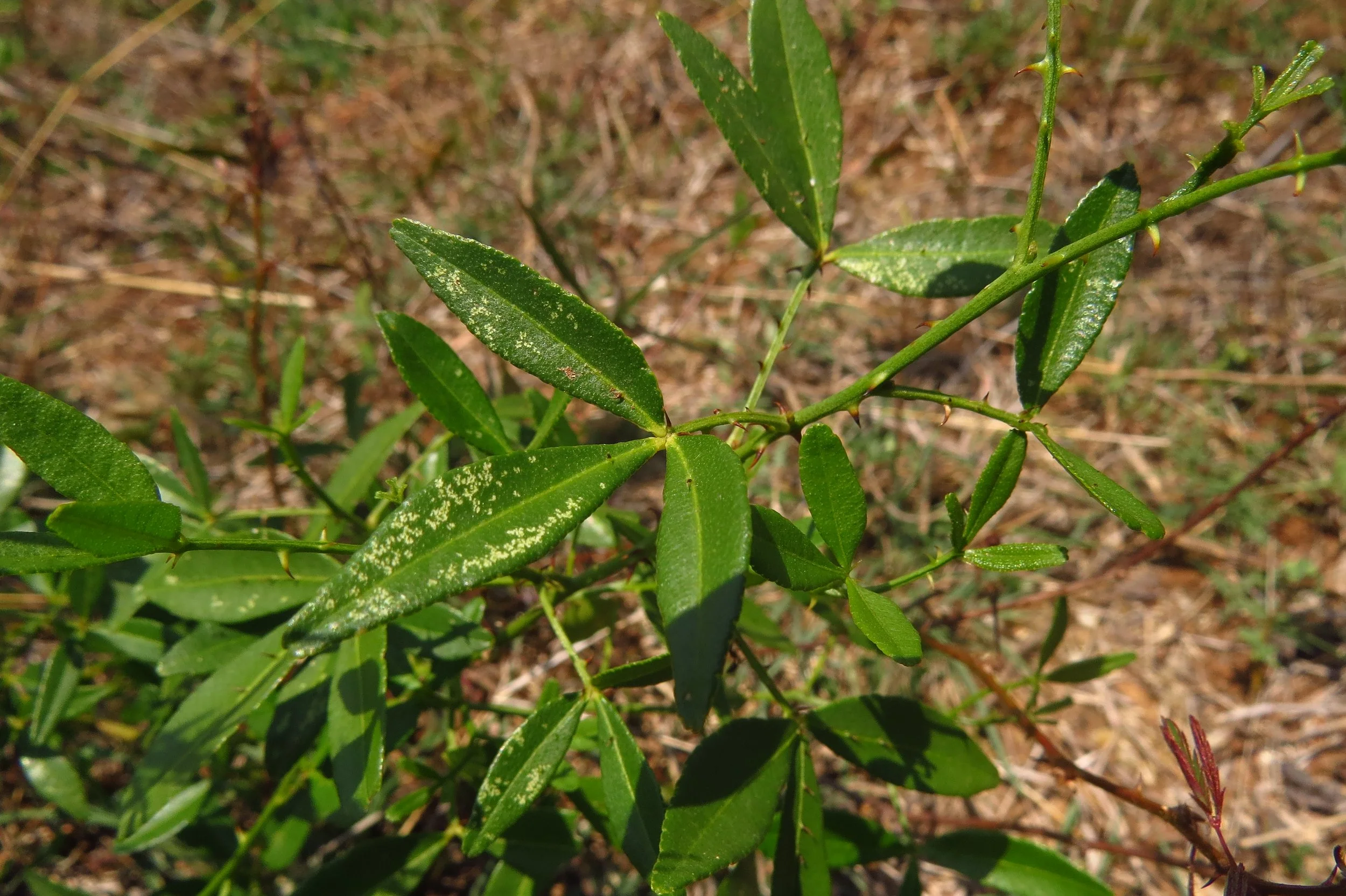 zanthoxylum asiaticum (orange climber)