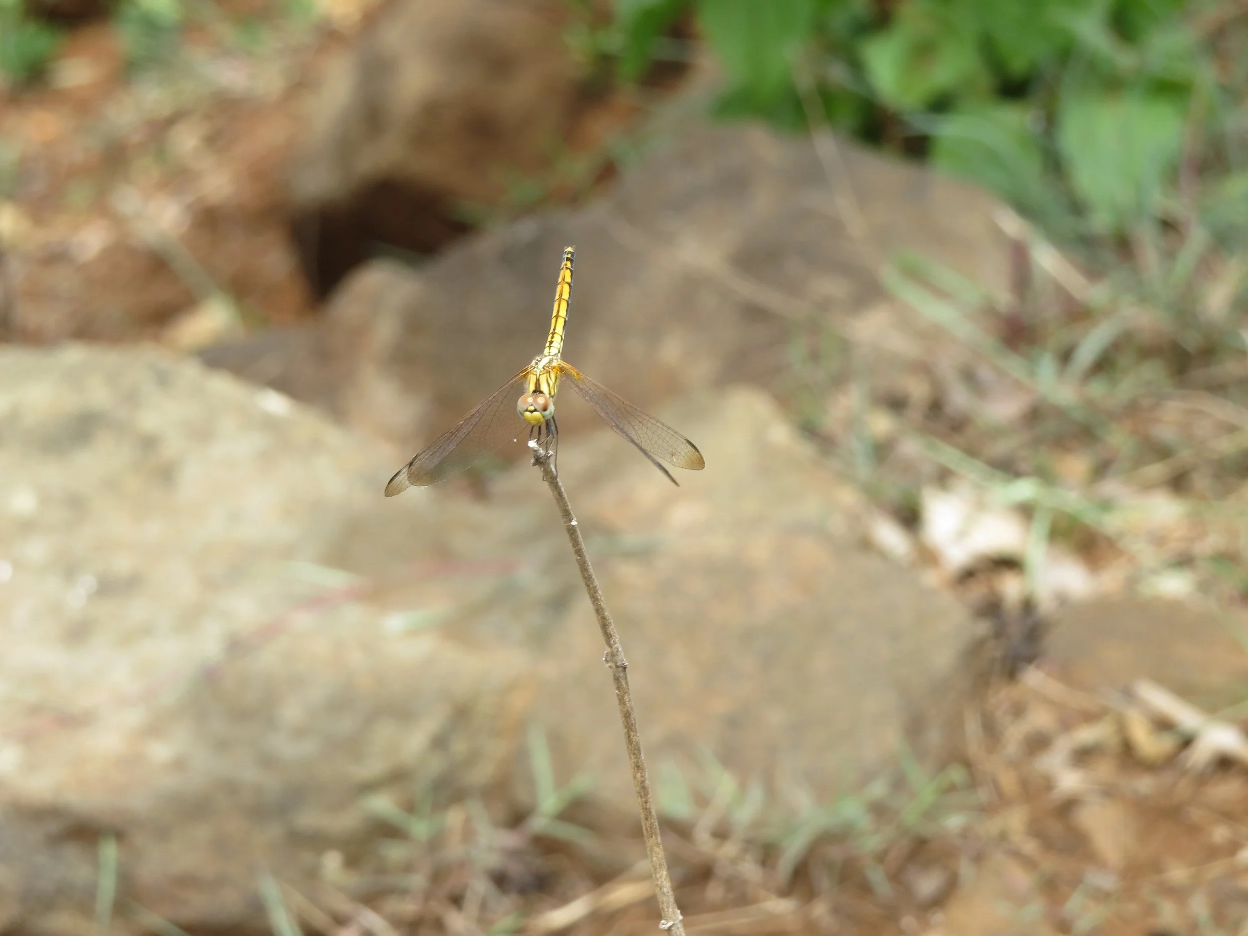 Ground Skimmer Dragonfly