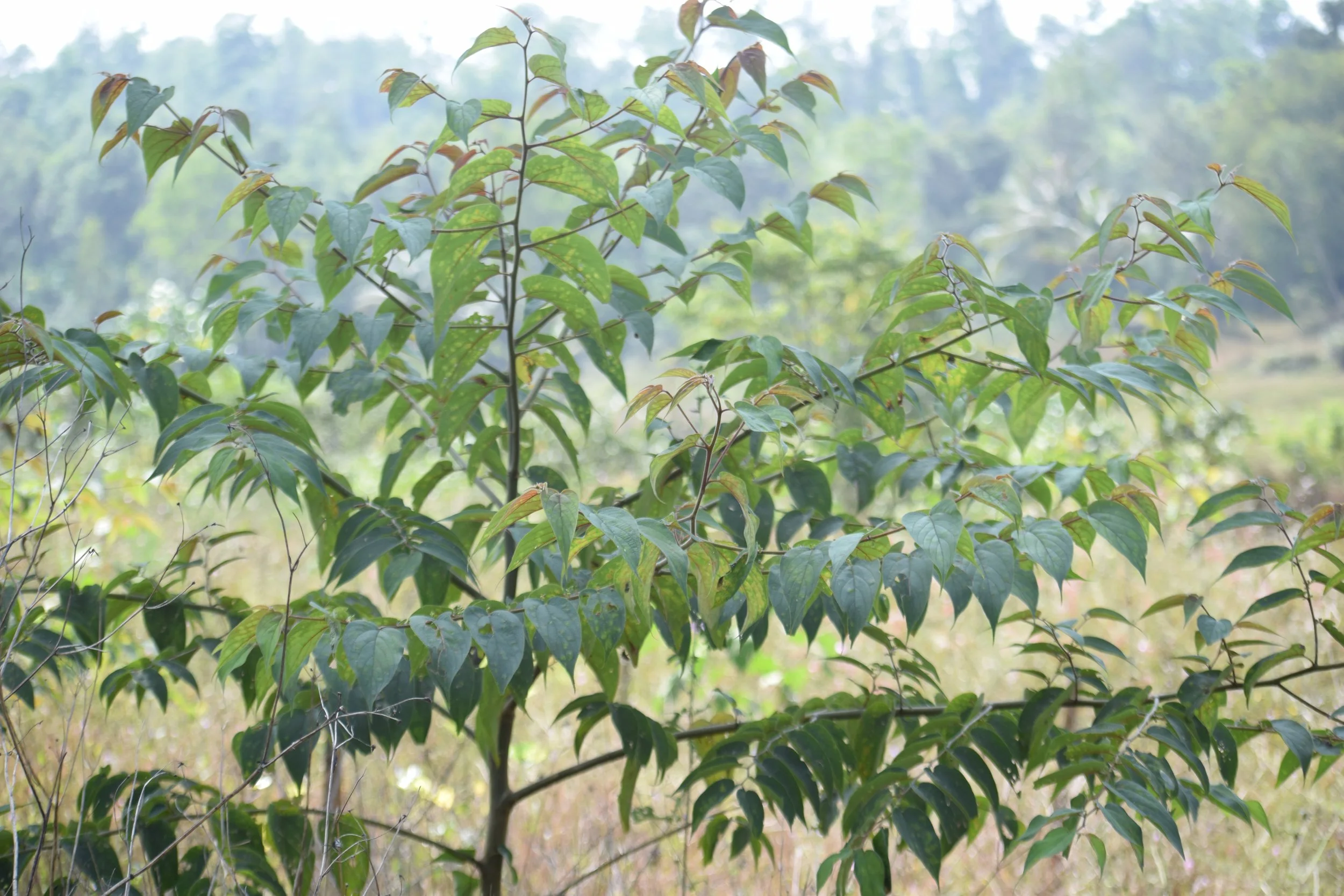 Trema orientale (Indian charcoal tree)