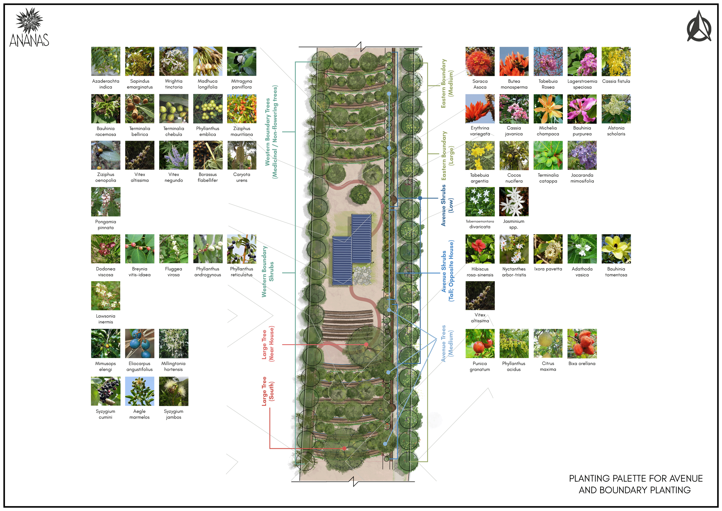 Planting for Avenue and Boundary planting