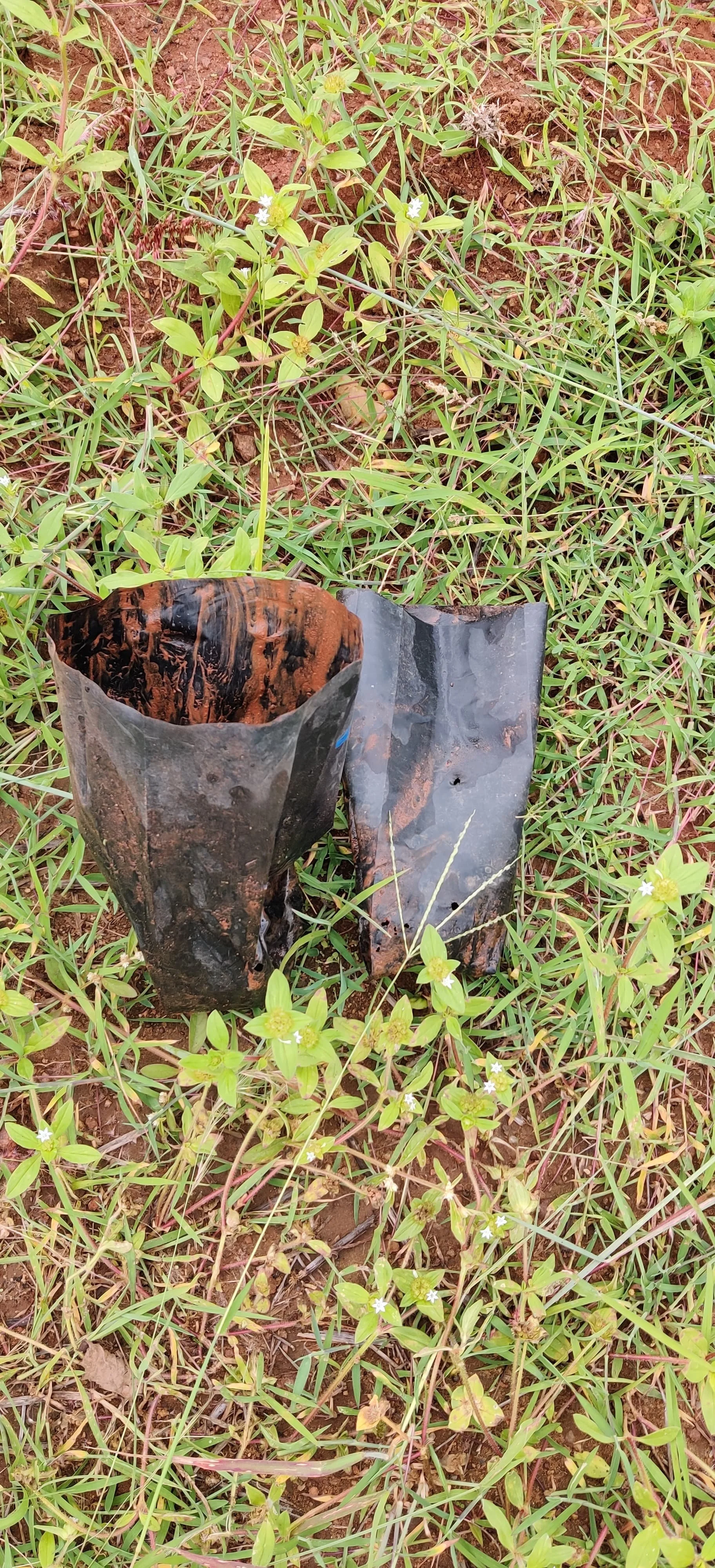 Soaking also allows packets to be slipped off instead of torn and then taken back to our nursery