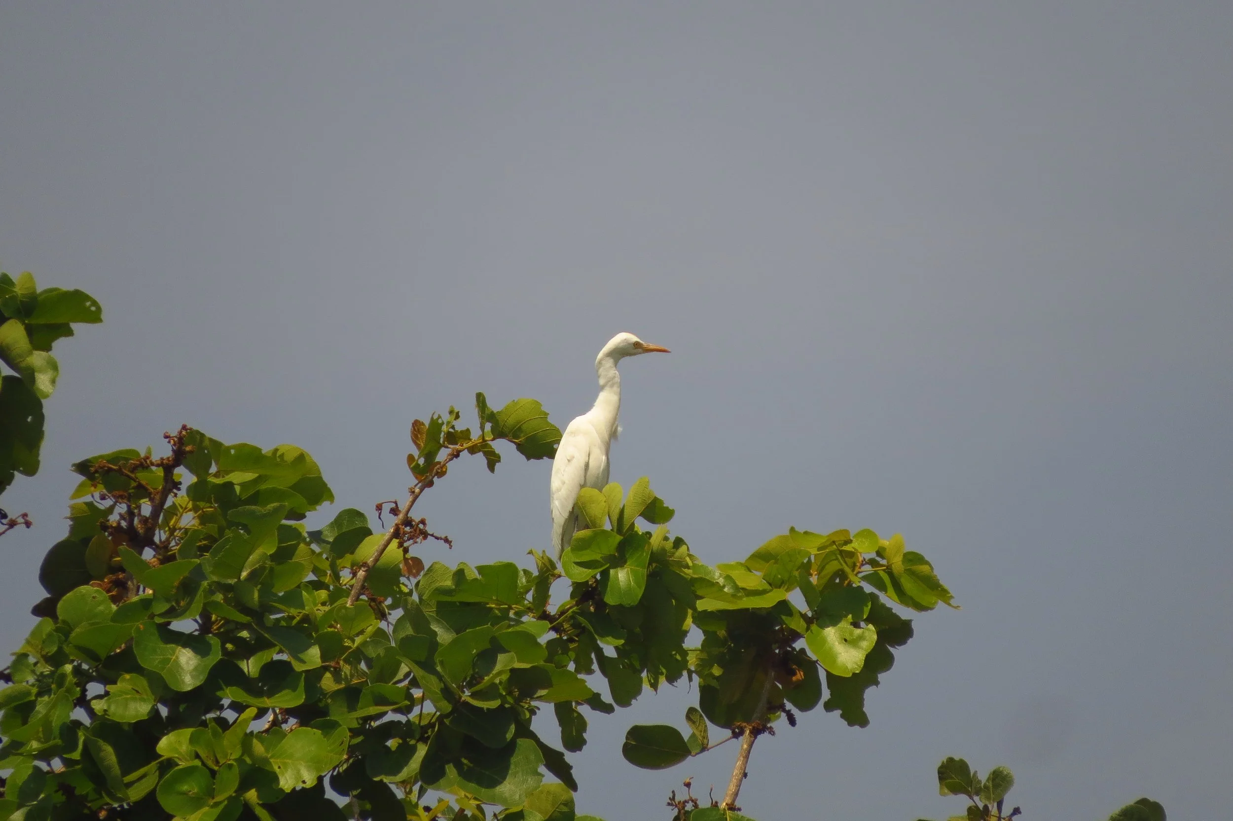 Cattle Egret