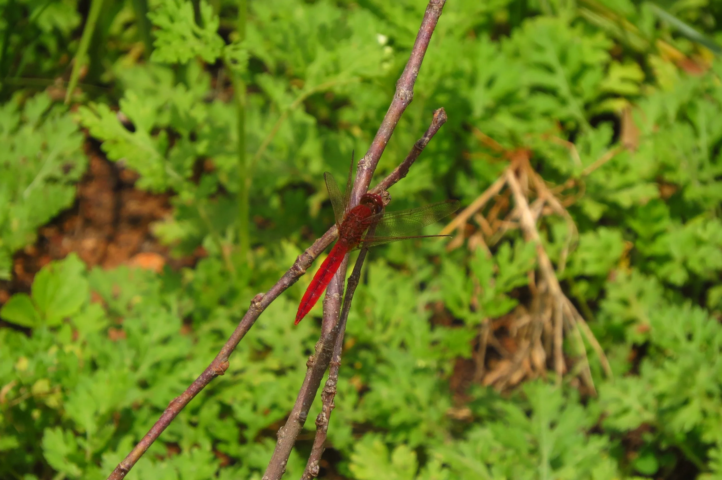 Dragonfly near pond