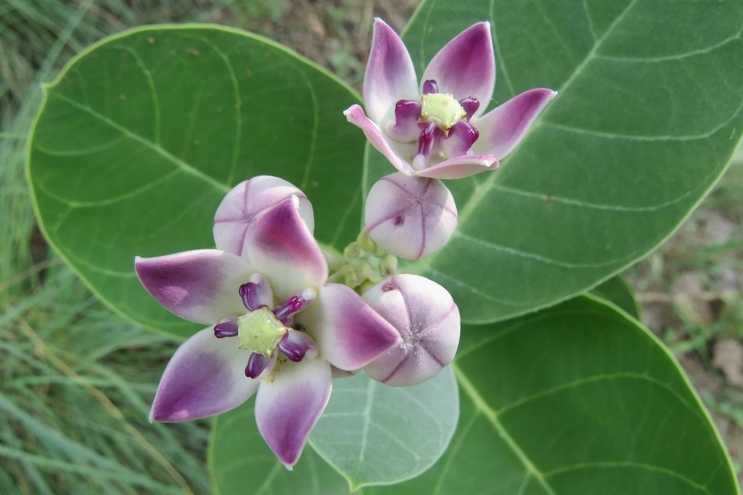 Milkweed (Calotropis gigantea)