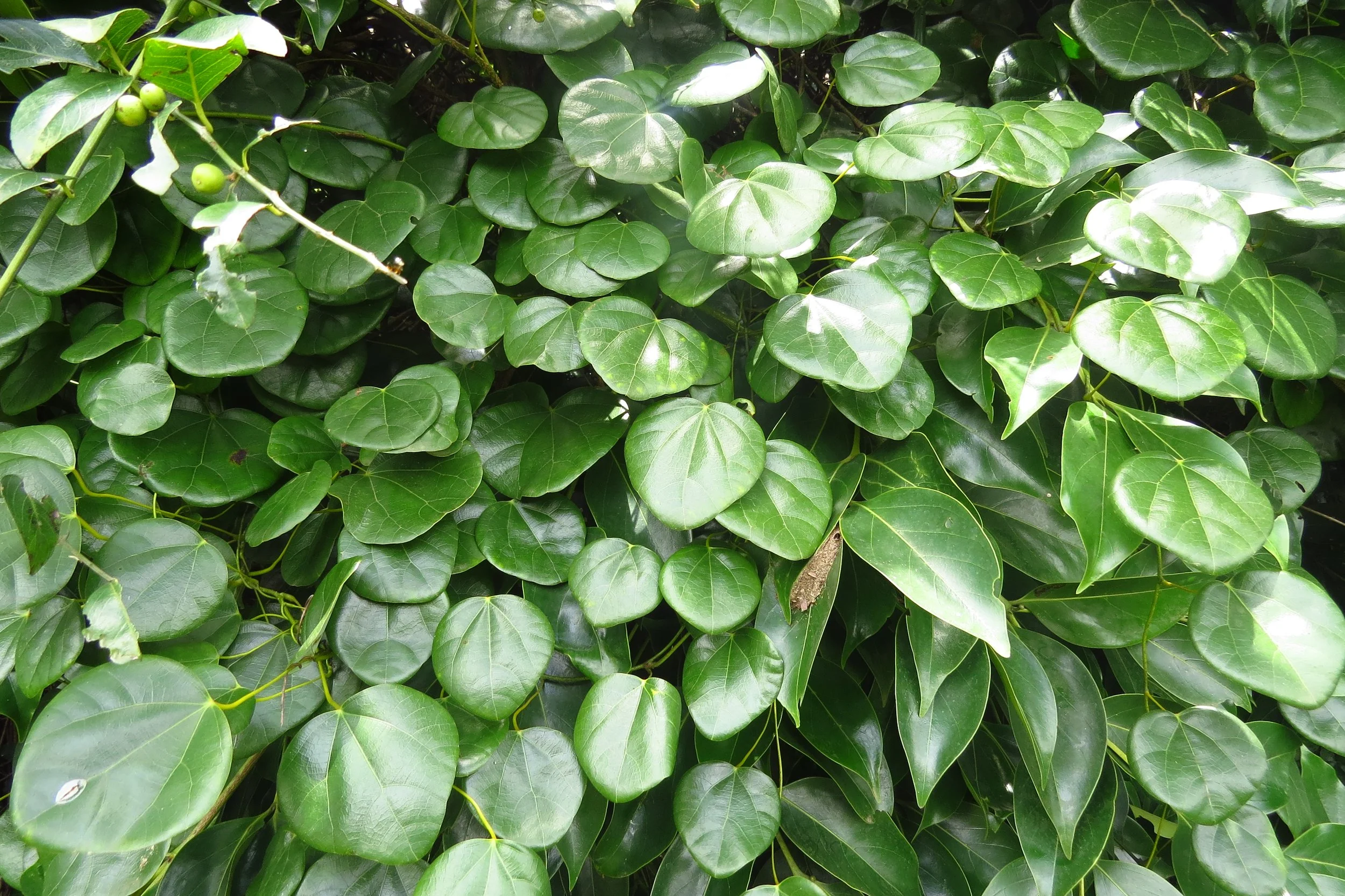 Diploclisia glaucescens (Morasankodi)