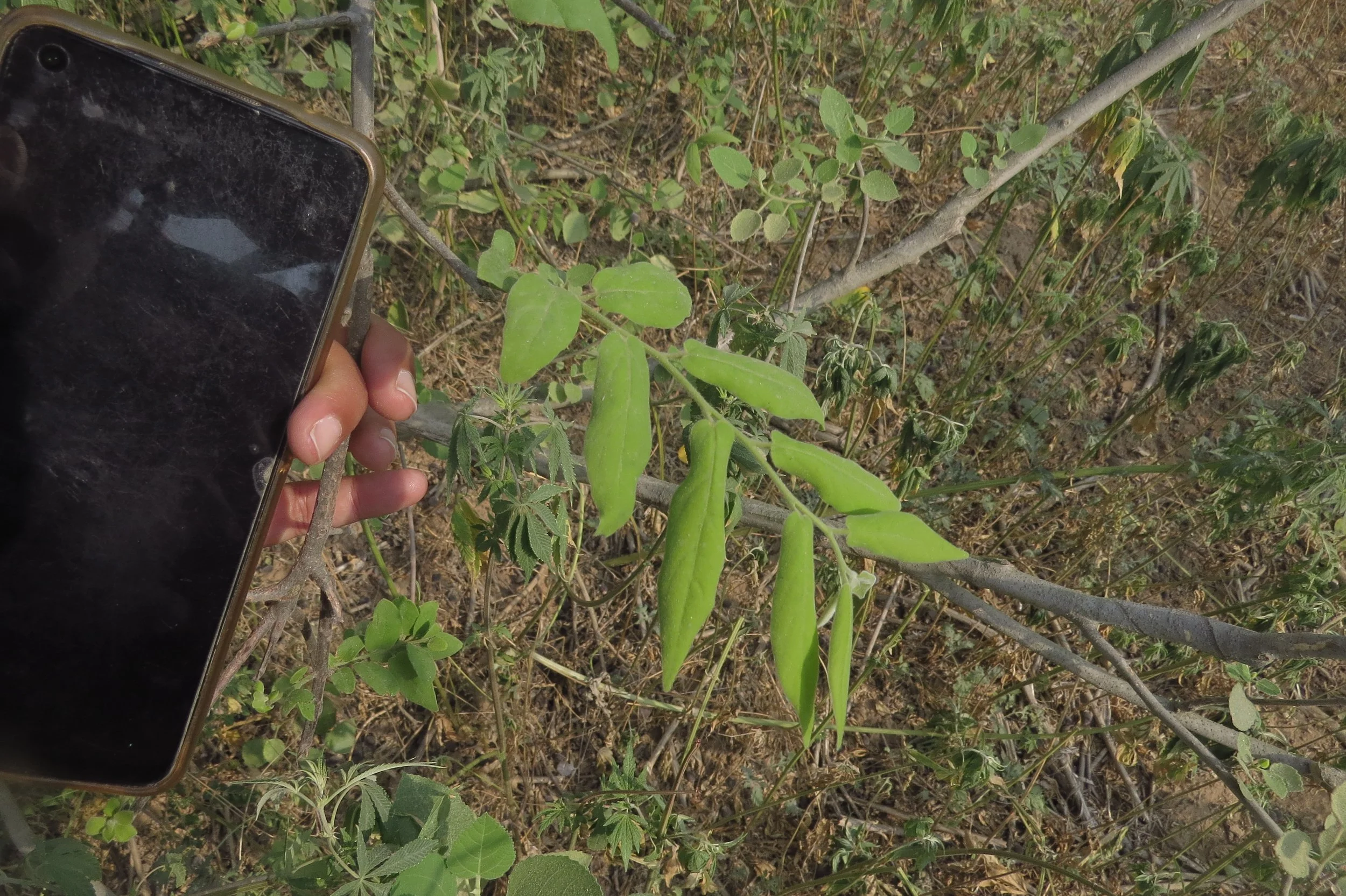 Diospyros montana (Bombay ebony)