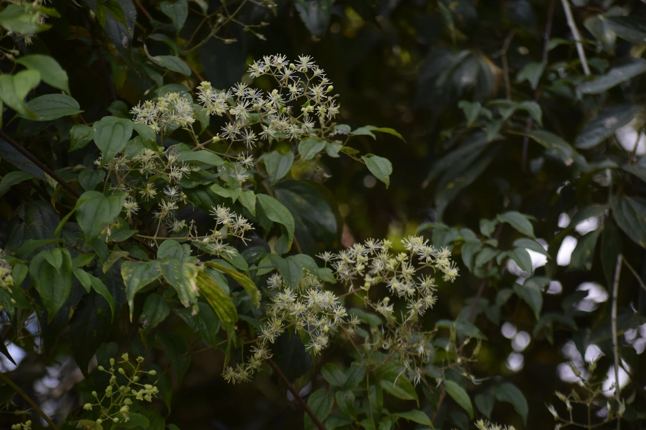 Clematis gouriana - Indian clematis