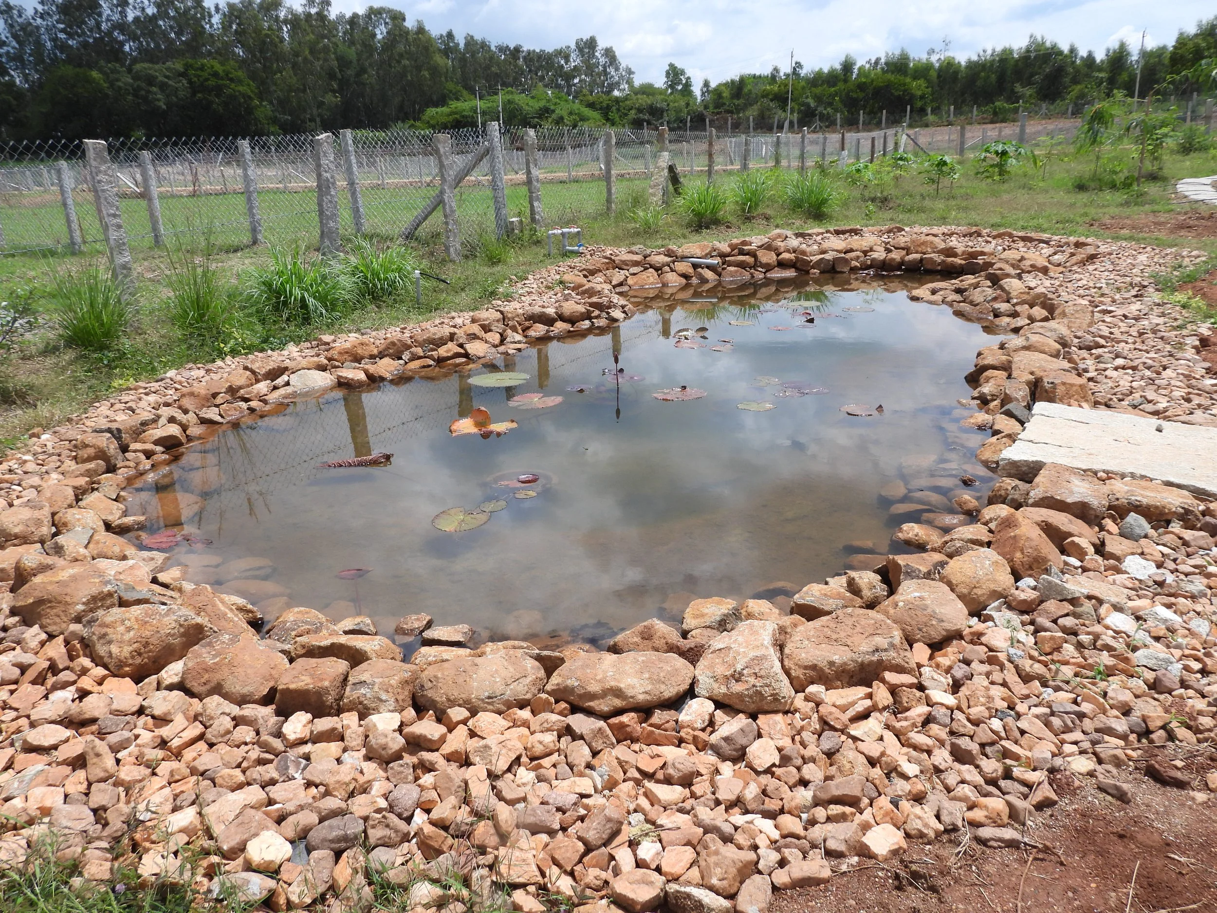 Lily pond in plot L to harvest rain waiter and create a microclimate