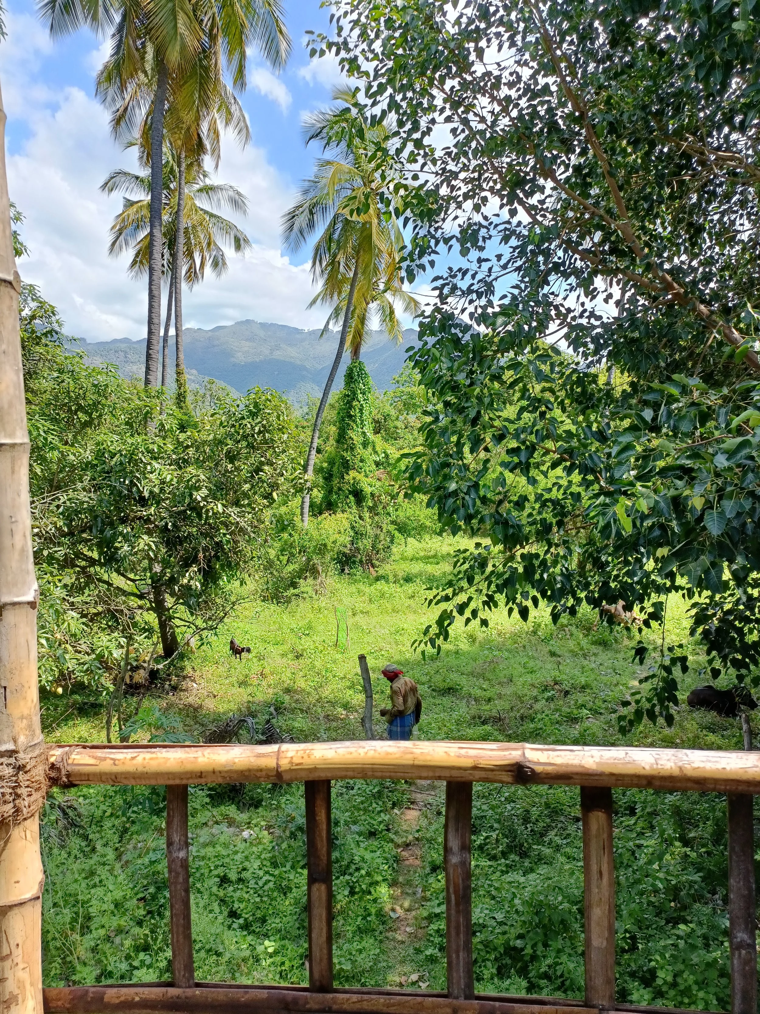 View from existing bamboo hut
