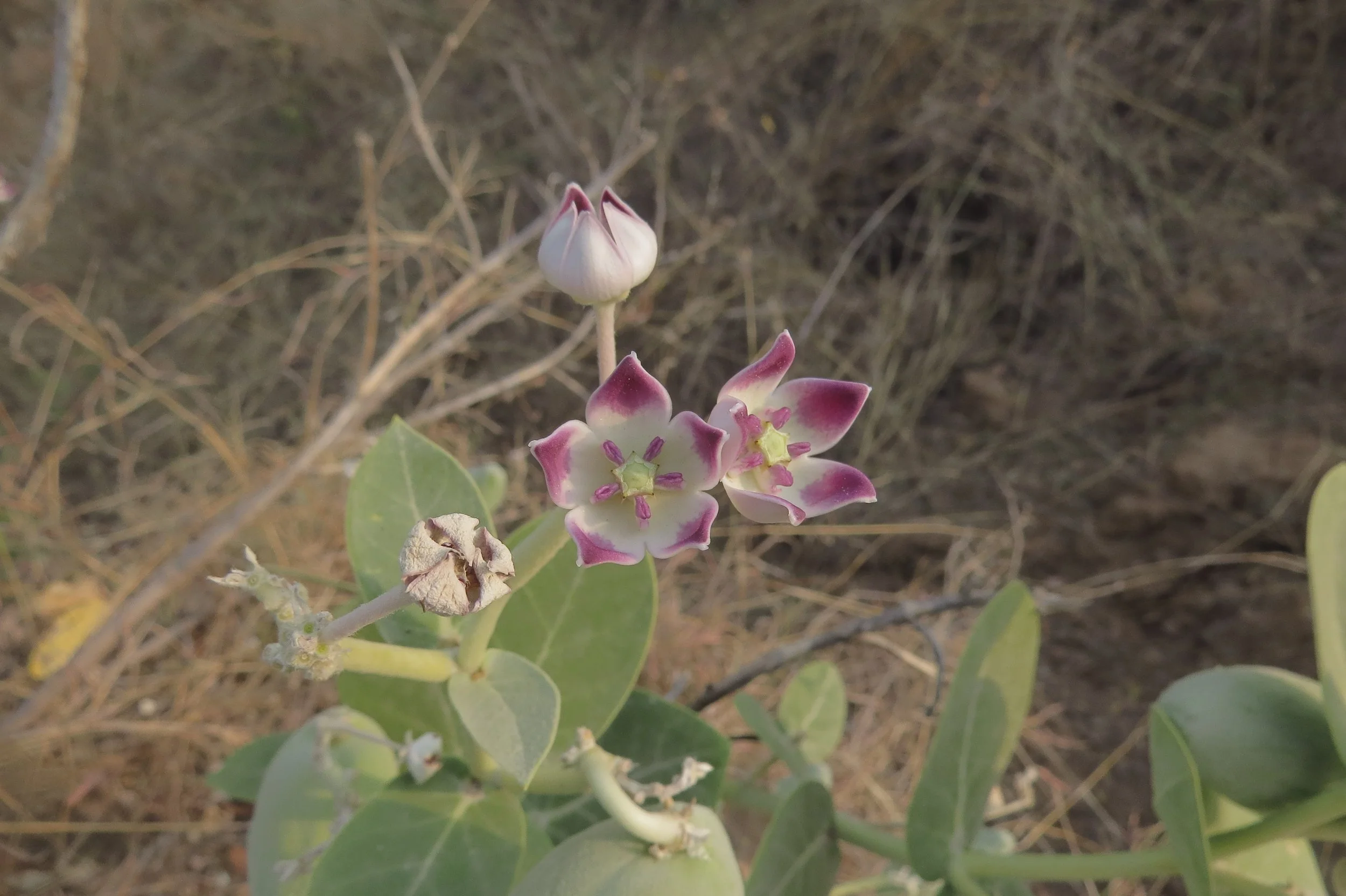 Calotropis procera (Milkweed)