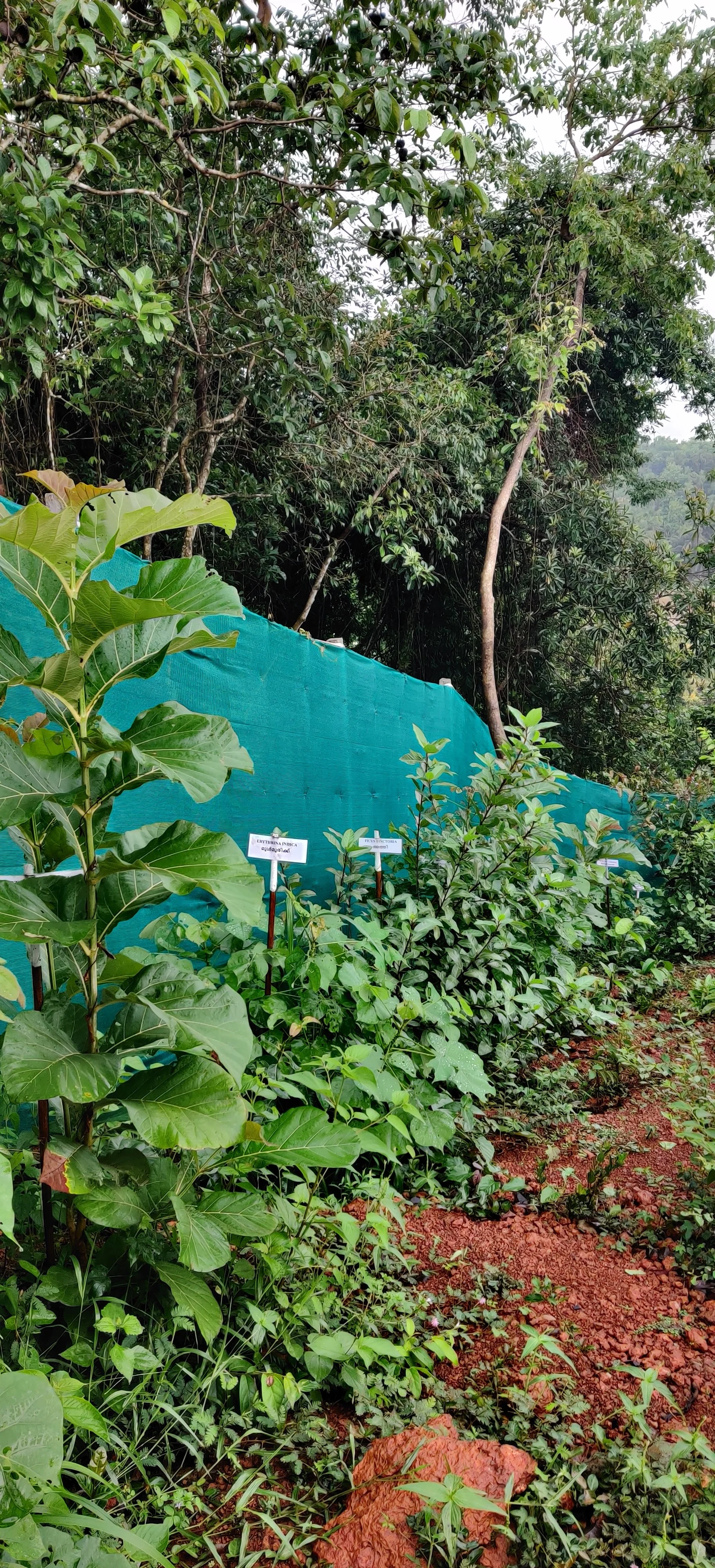 Living Fence in 6 months