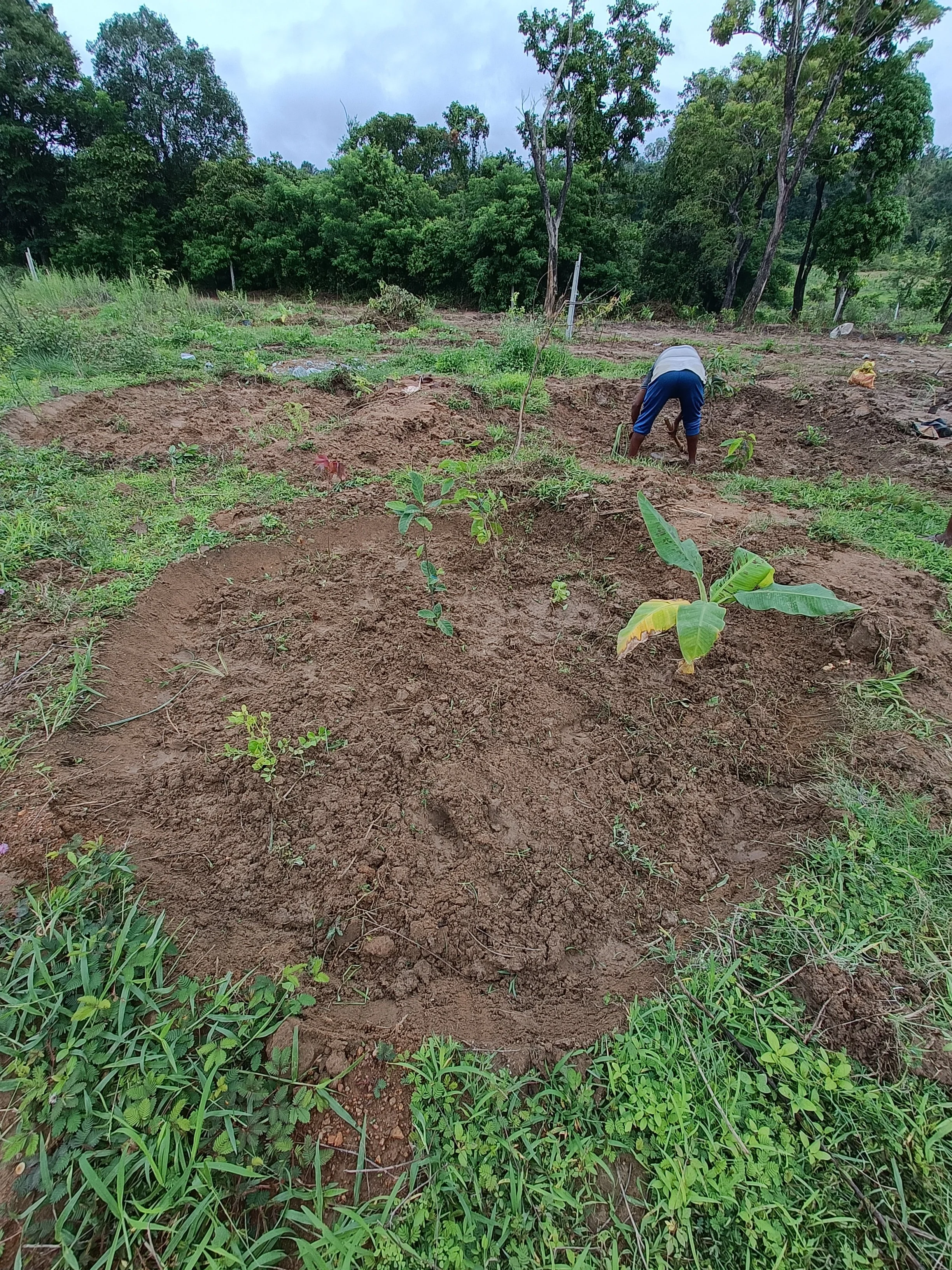 Forest garden guilds
