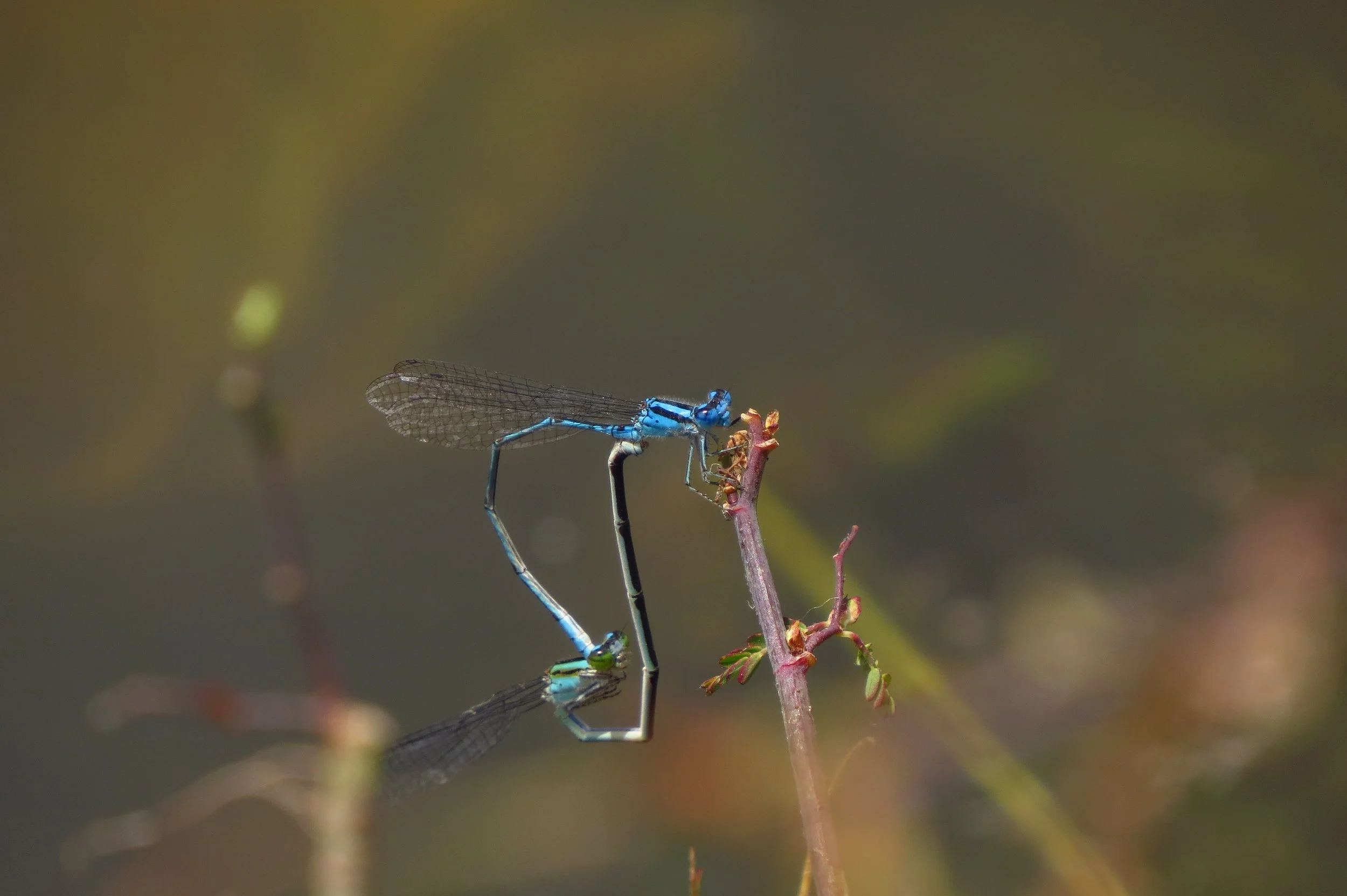 Mating damselflies