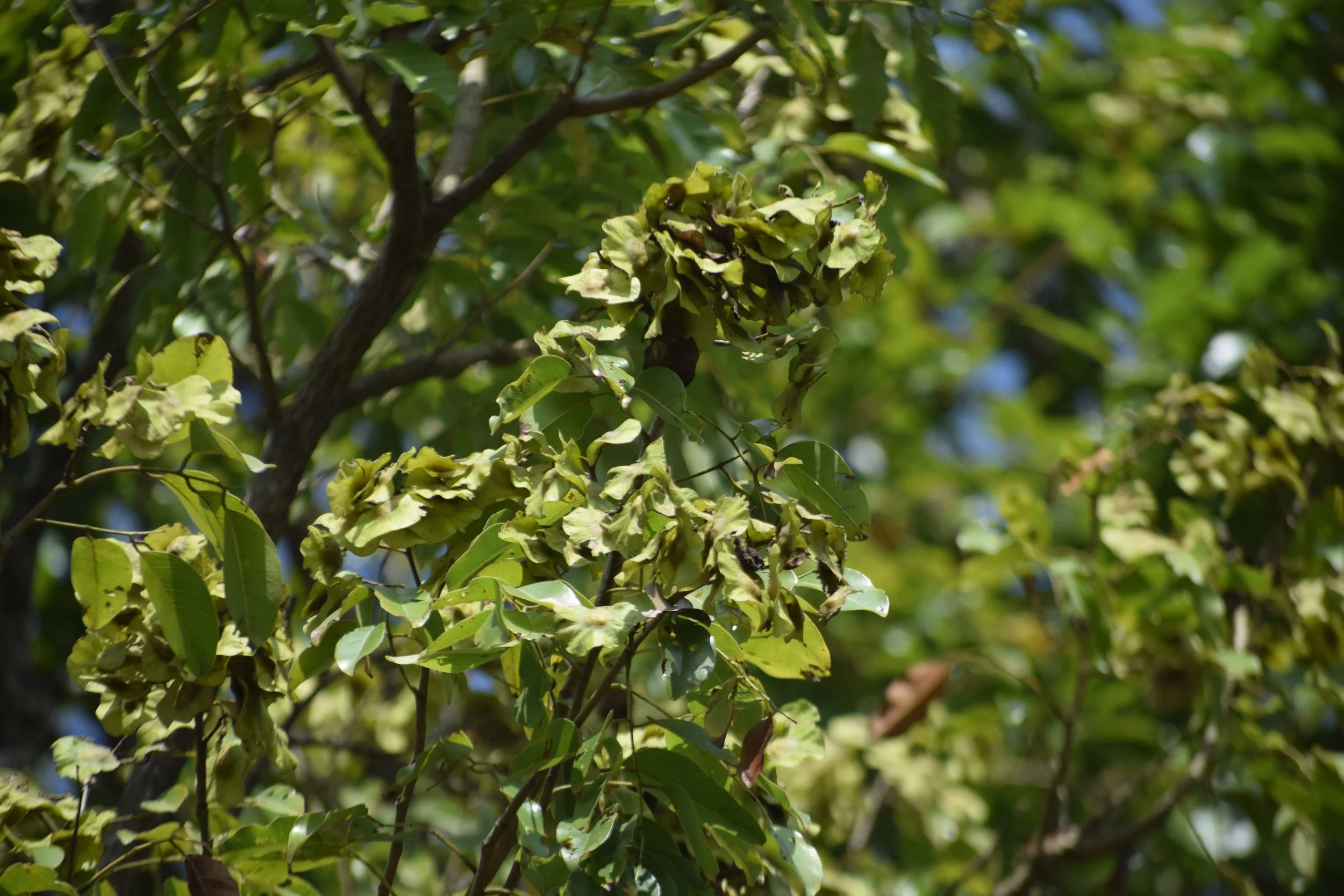Pterocarpus marsupium (Indian kino)