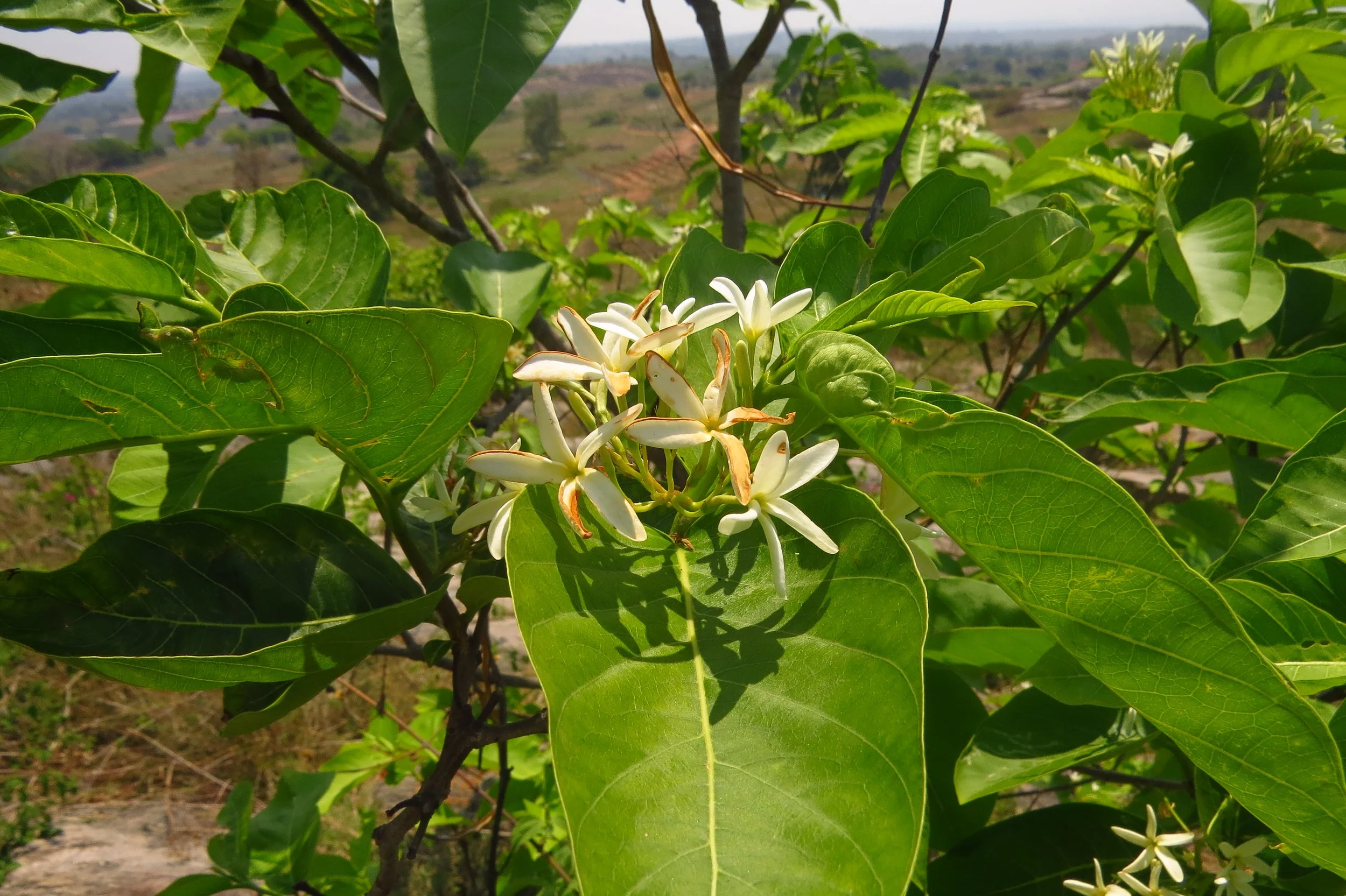 Wrightia tinctoria (dyer's oleander)