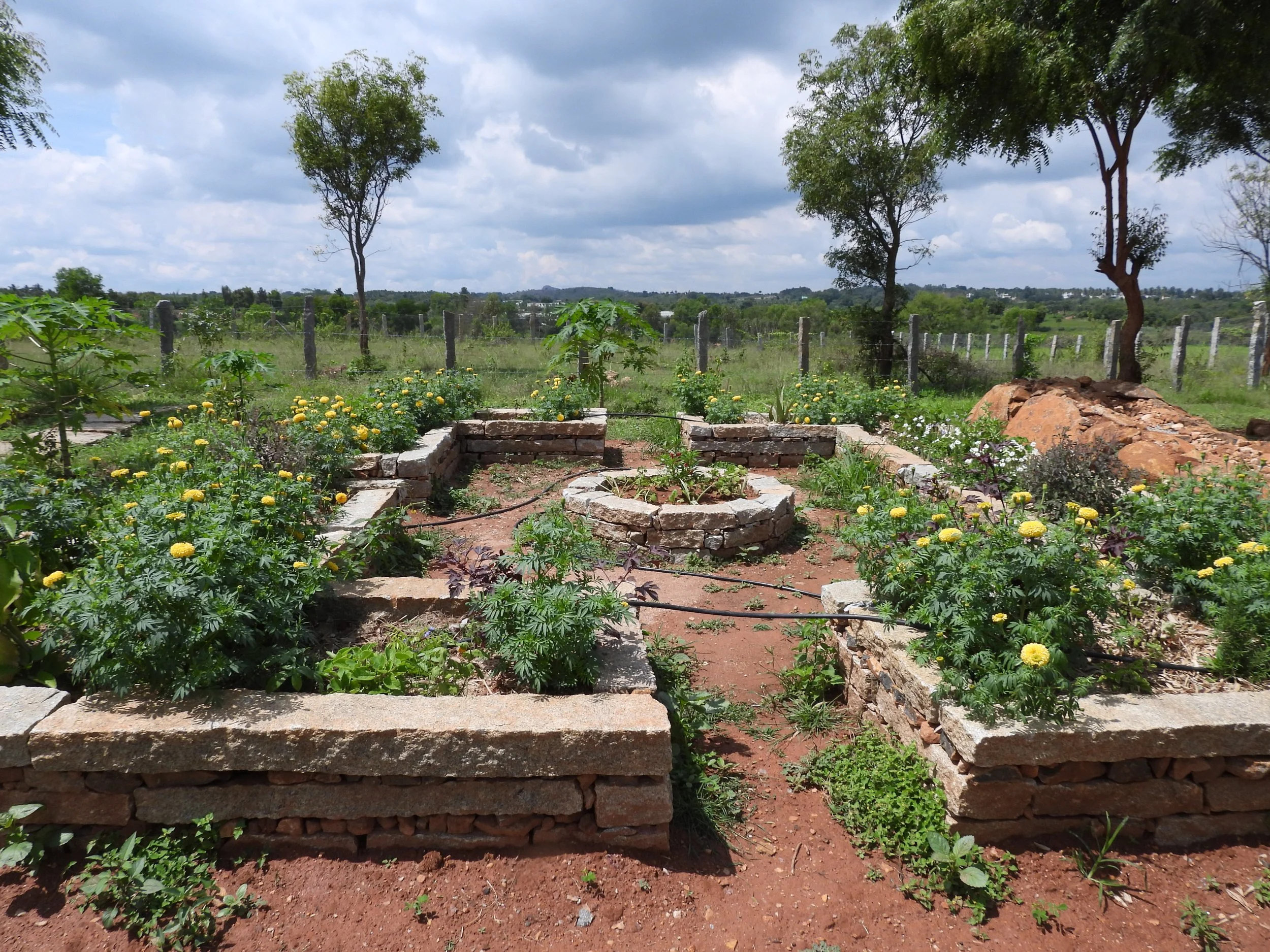 Raised bed herb garden