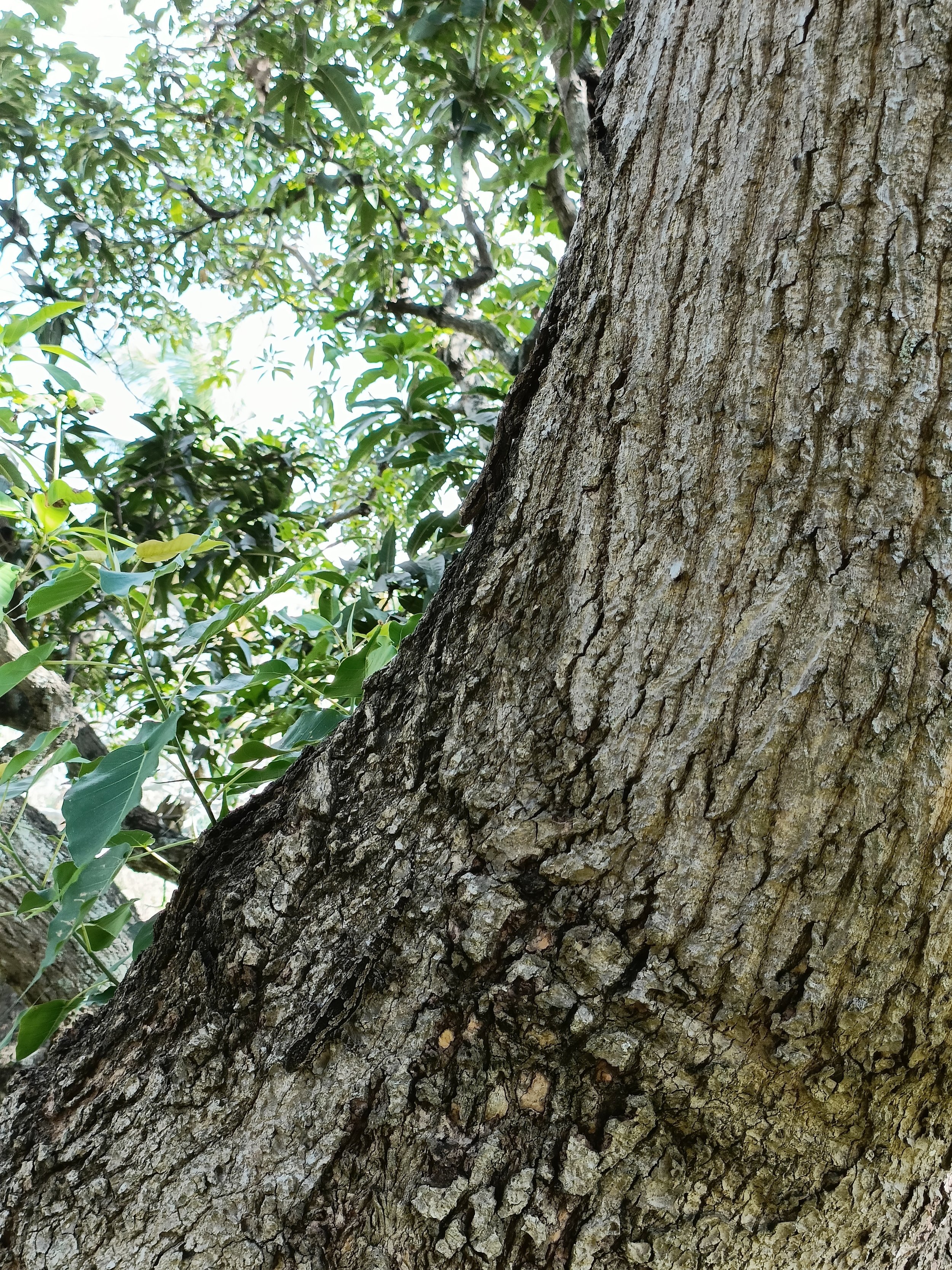 Spot the gecko