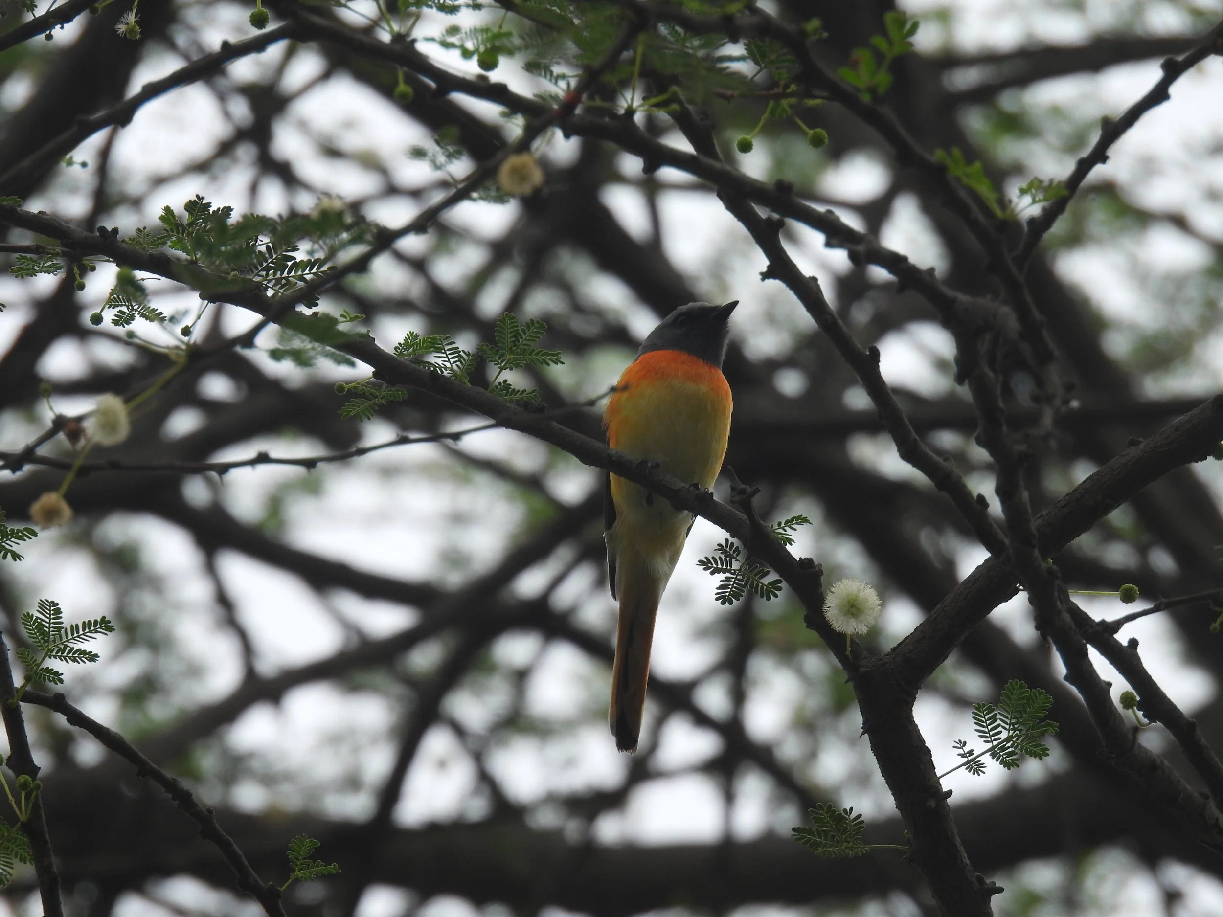 Orange minivet