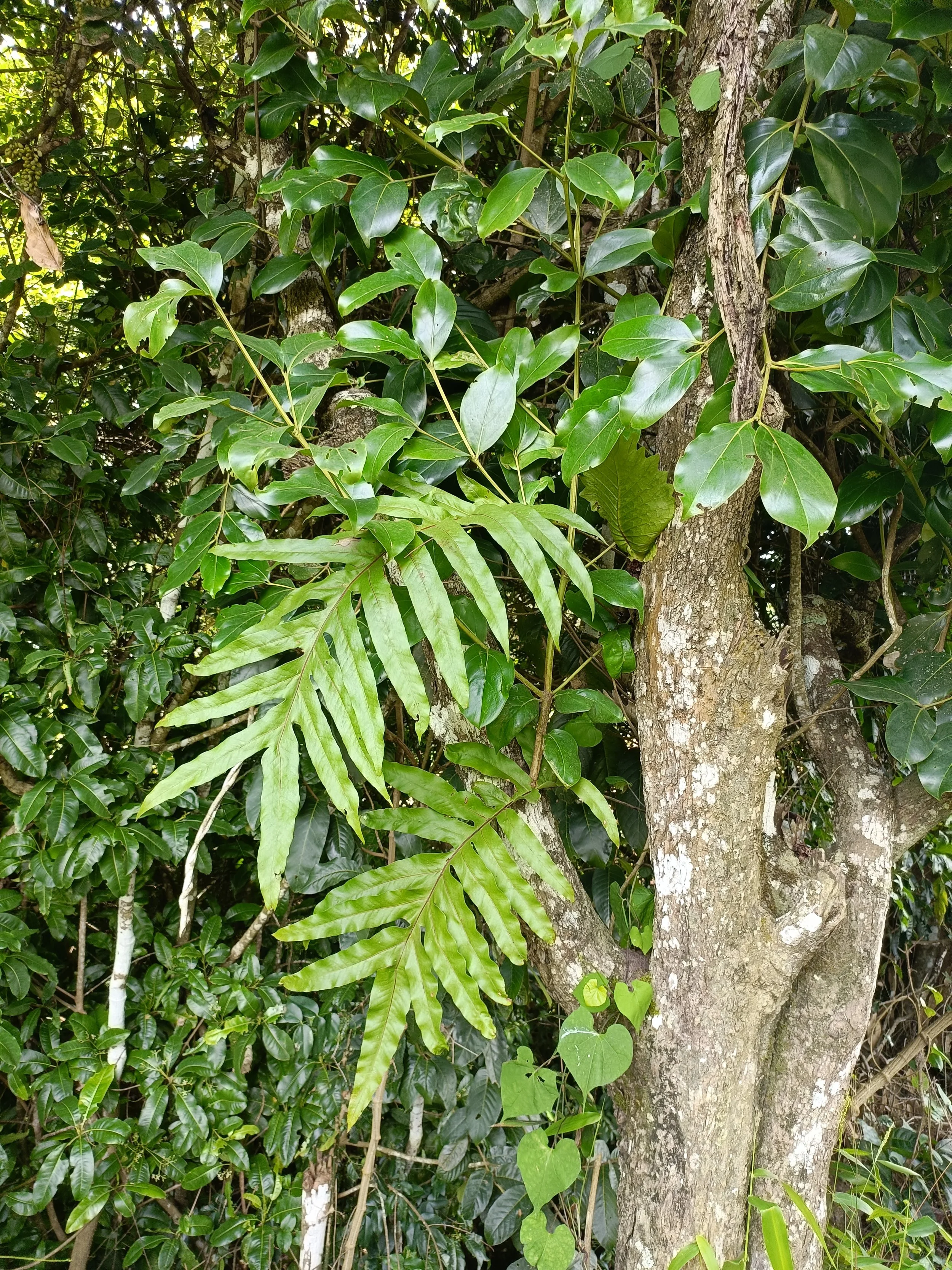 Ferns in the riparian zone