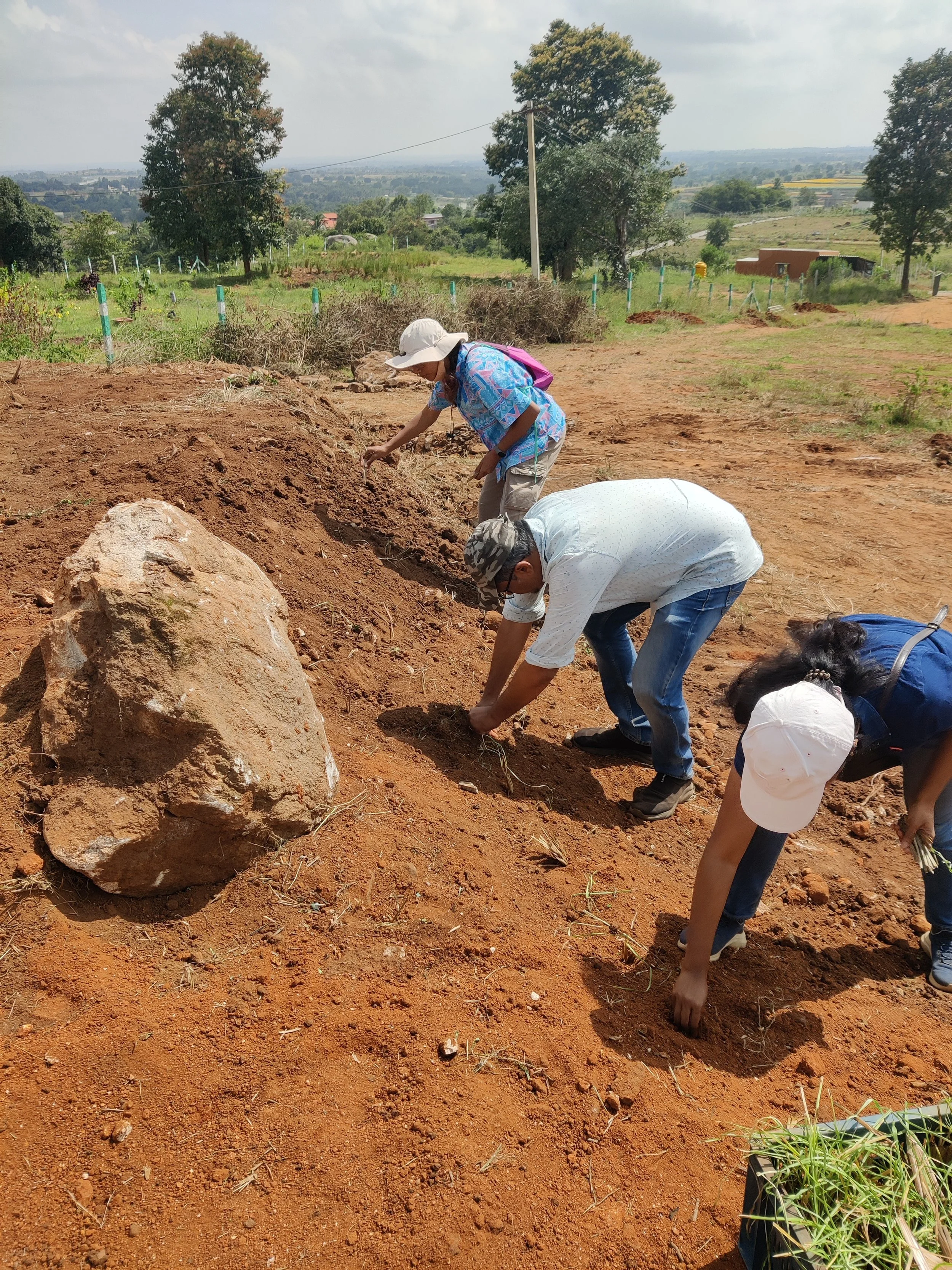 Clients and team planting slips of grasses