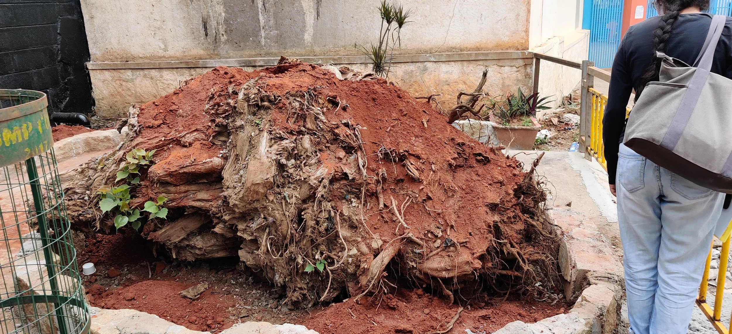 Remnants of an uprooted tree