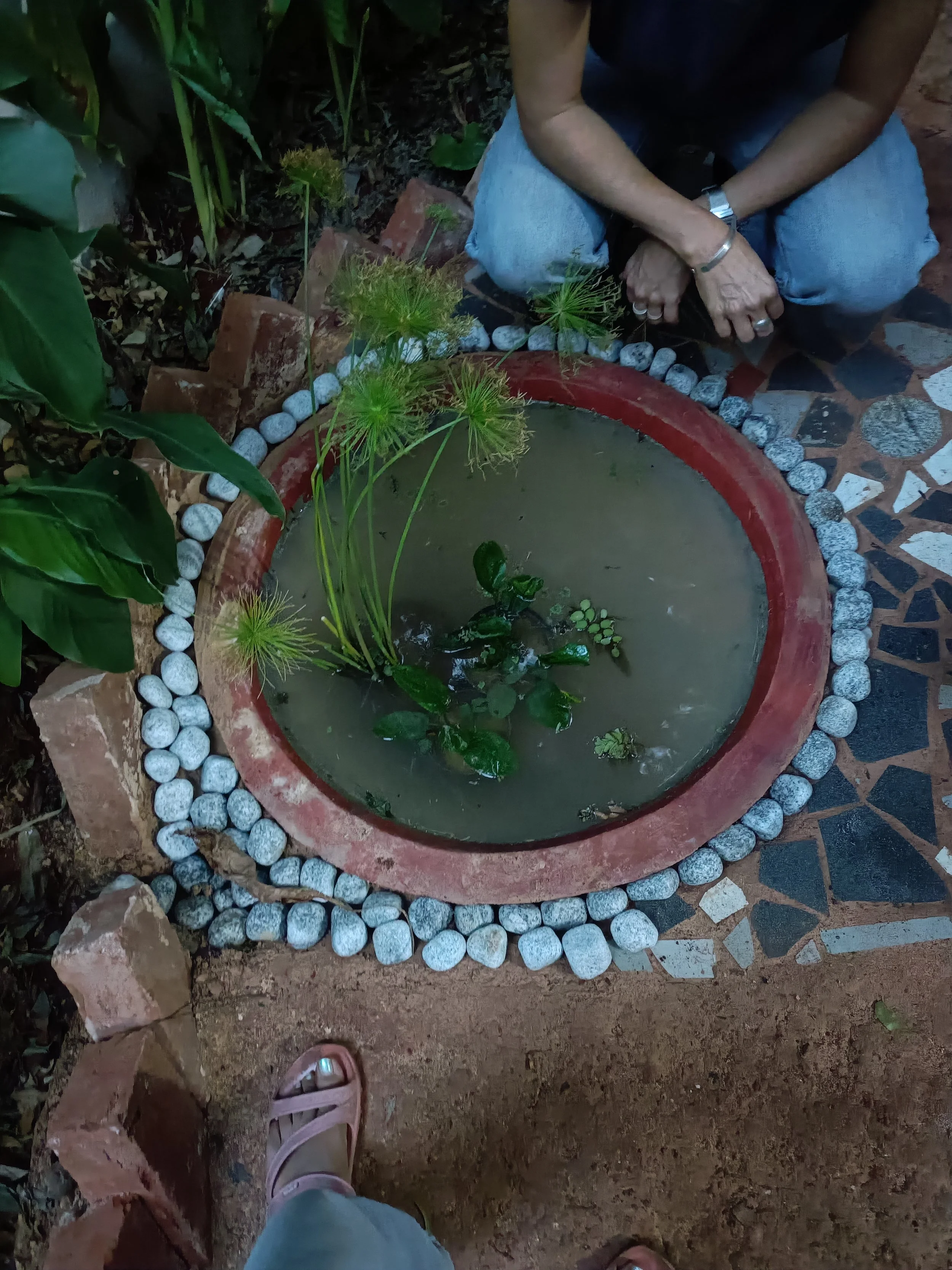 Pond with aquatic species