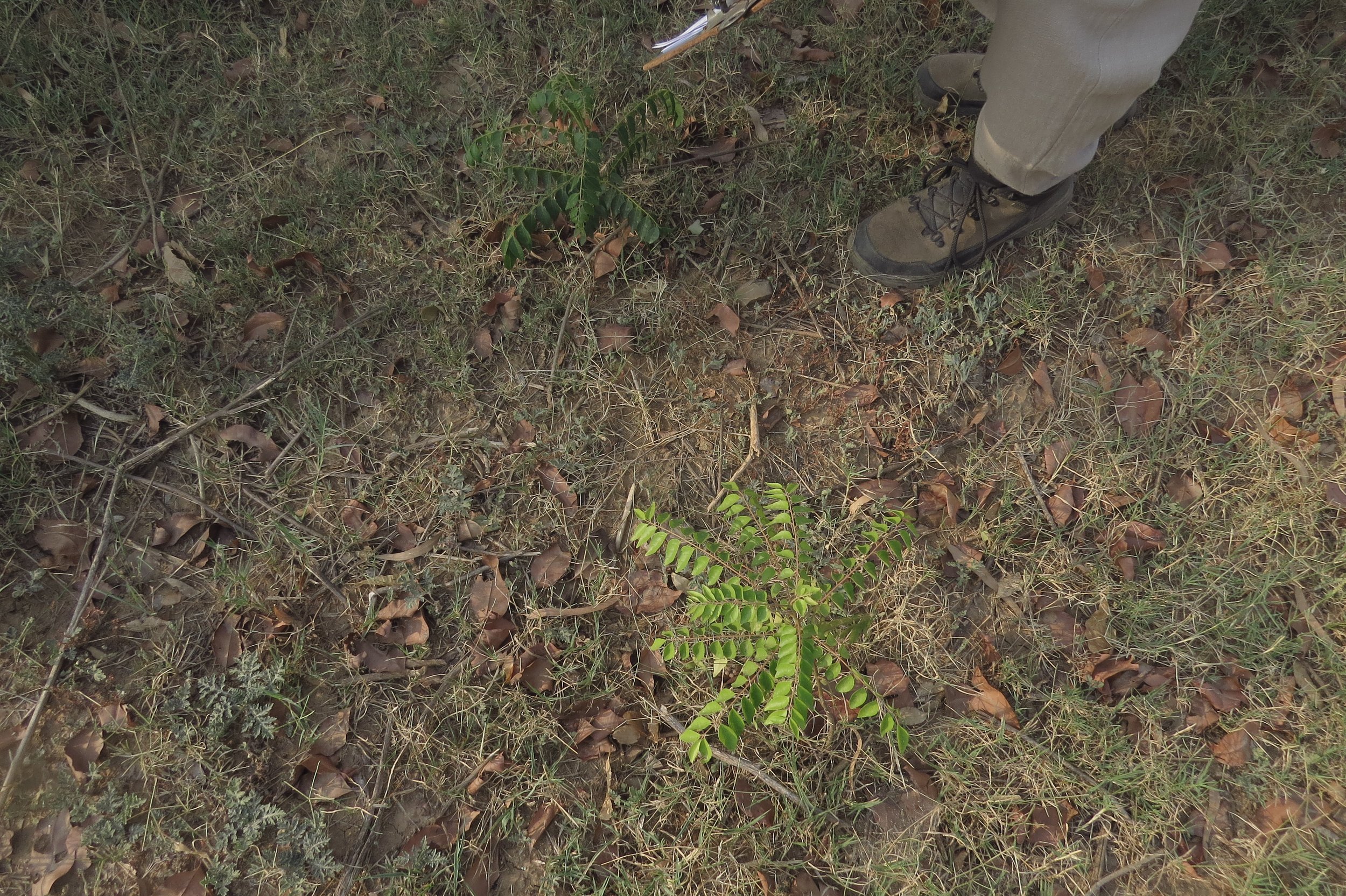 Wild Murraya koenigii (Curry leaf)