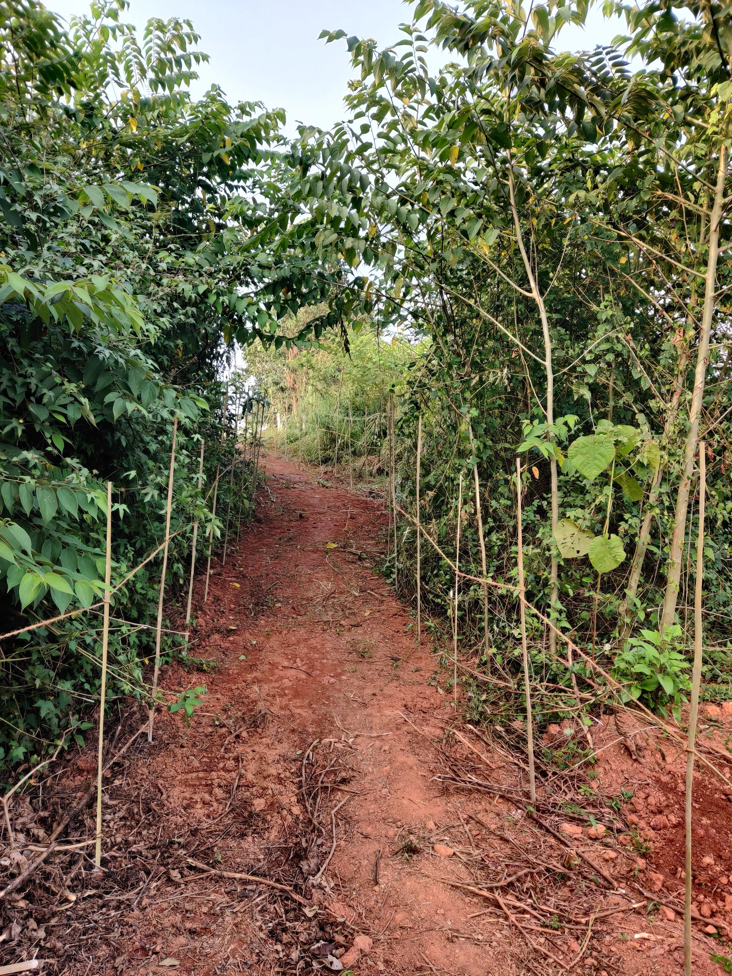 Demarcated the pathways to be maintained