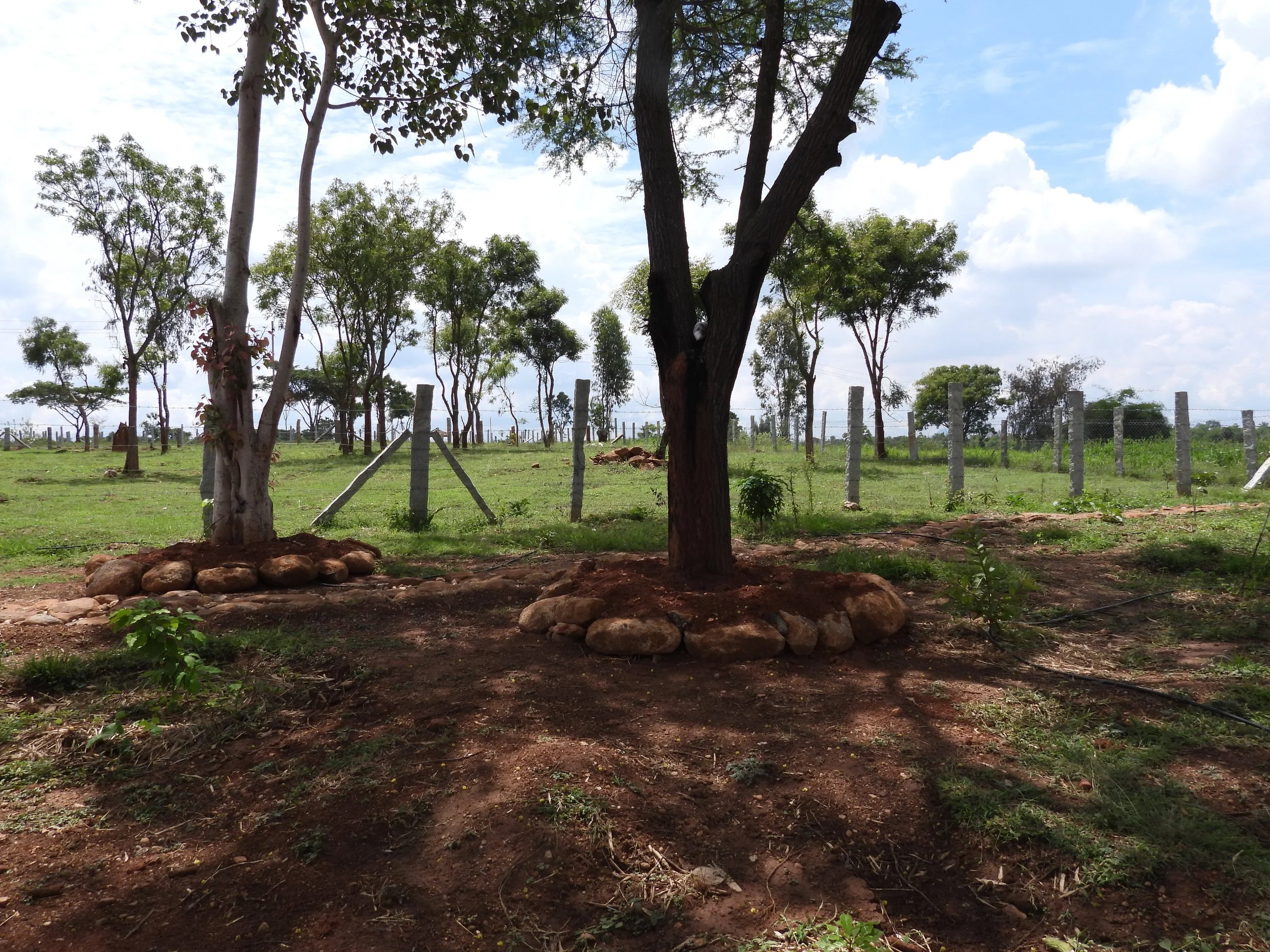 Existing Babul trees planted with pepper