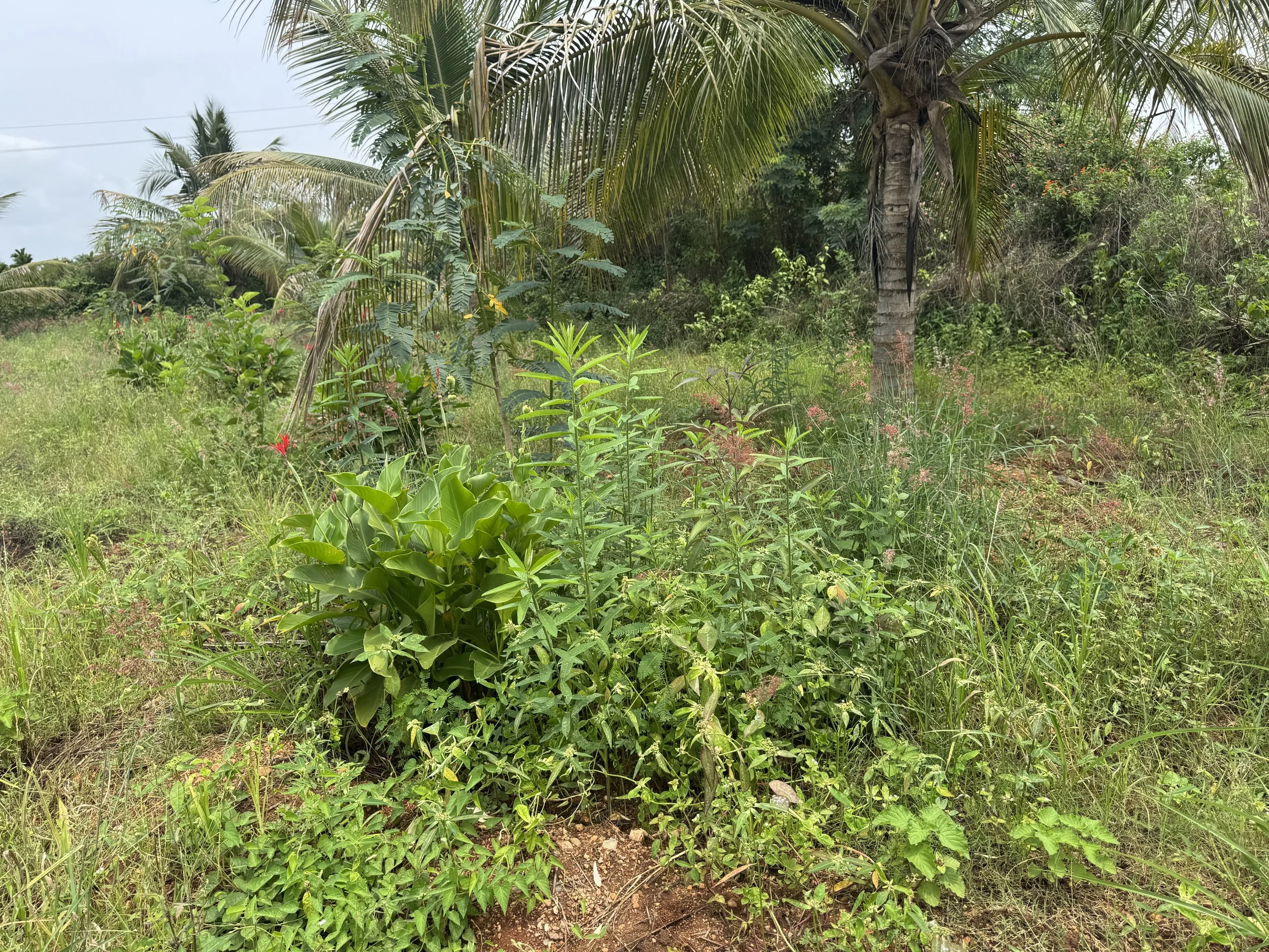 Smaller guilds dug and planted in Jan '25 showing good growth a few months in - all of these species are grown for 'chop & drop' 