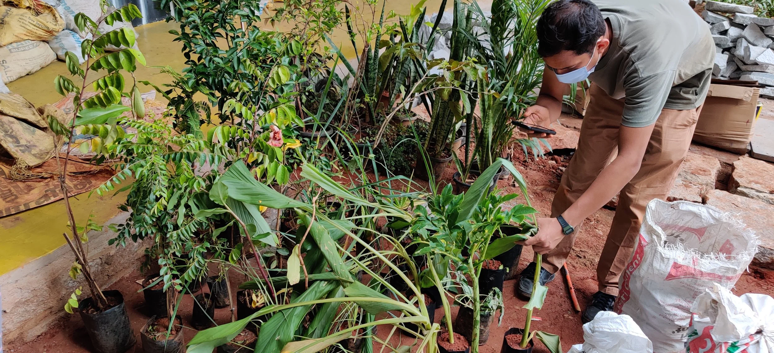 Procurement of plants