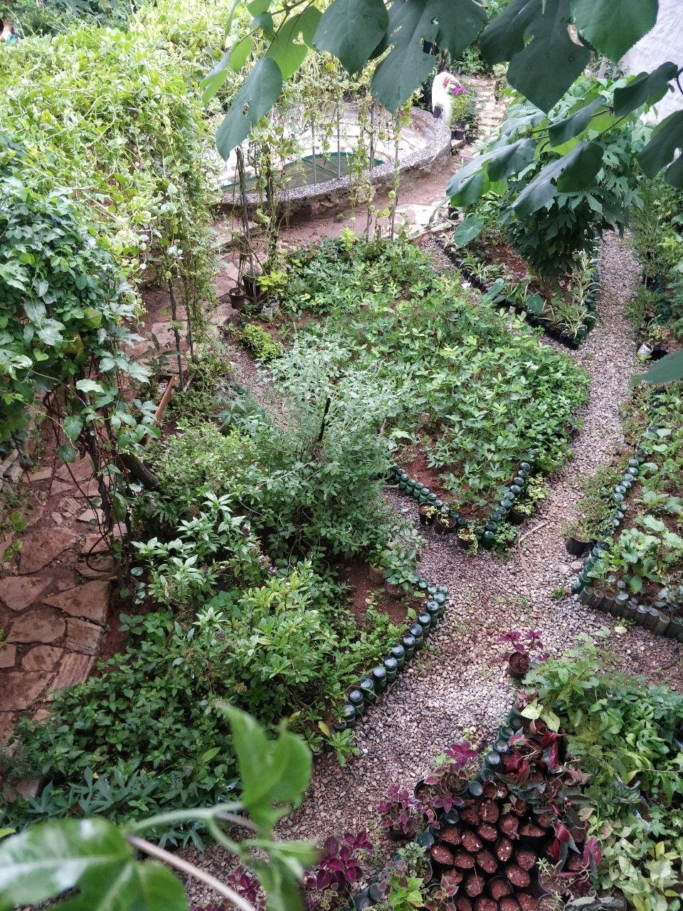 Garden after 2 years