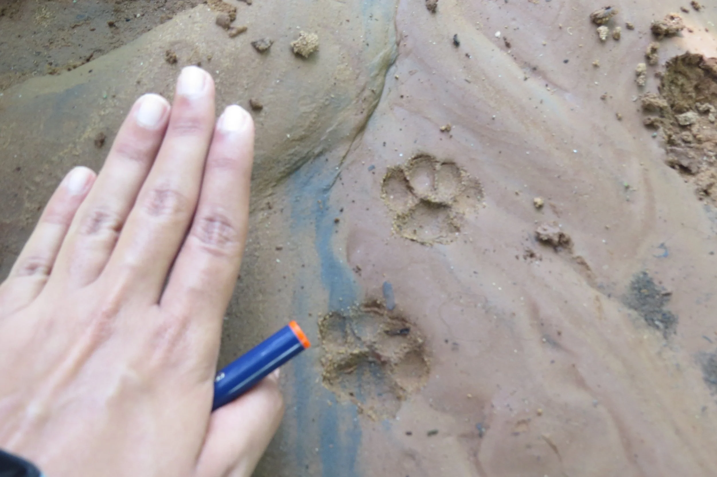 Jungle cat pugmarks