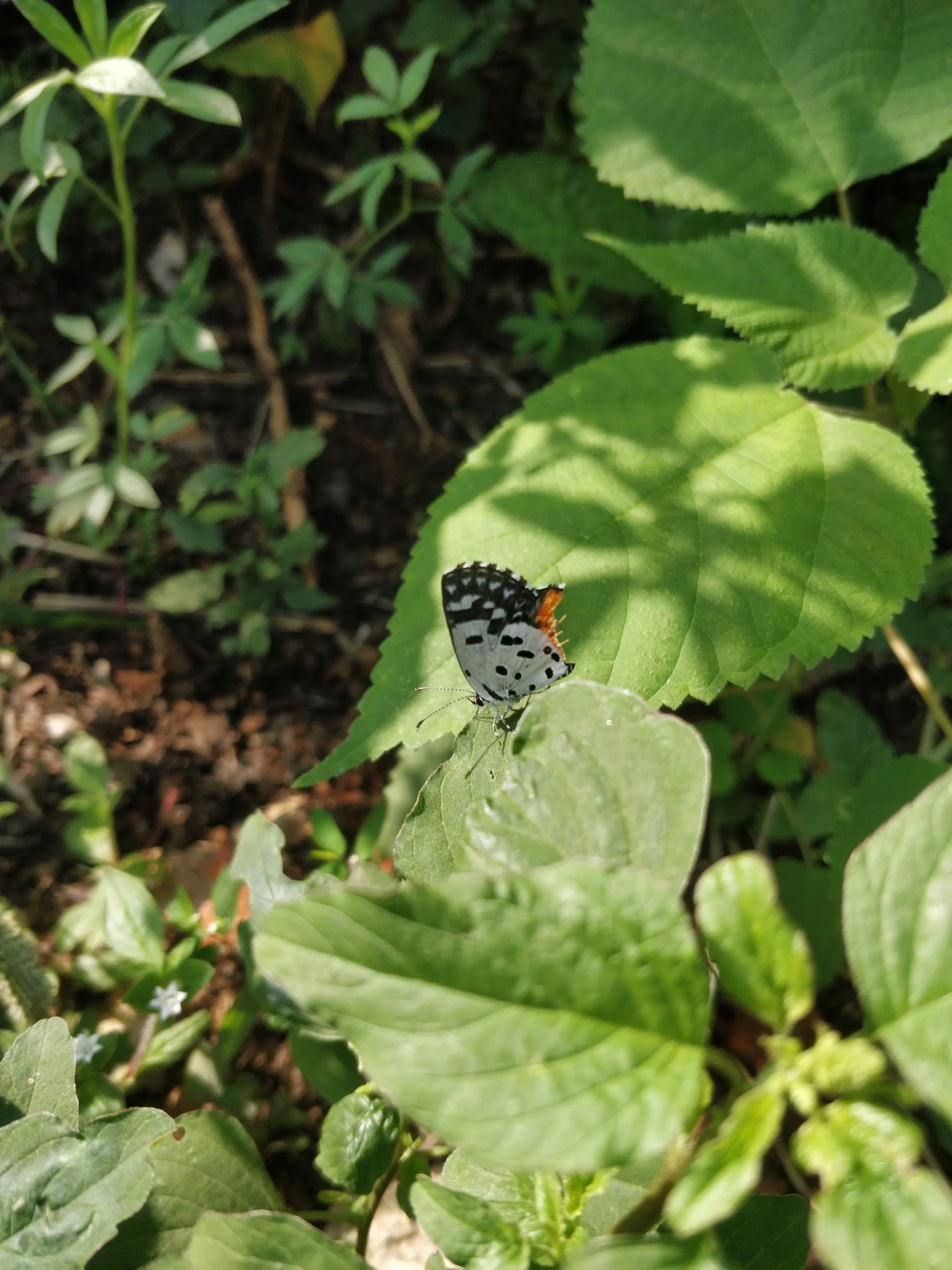 Butterflies in the garden