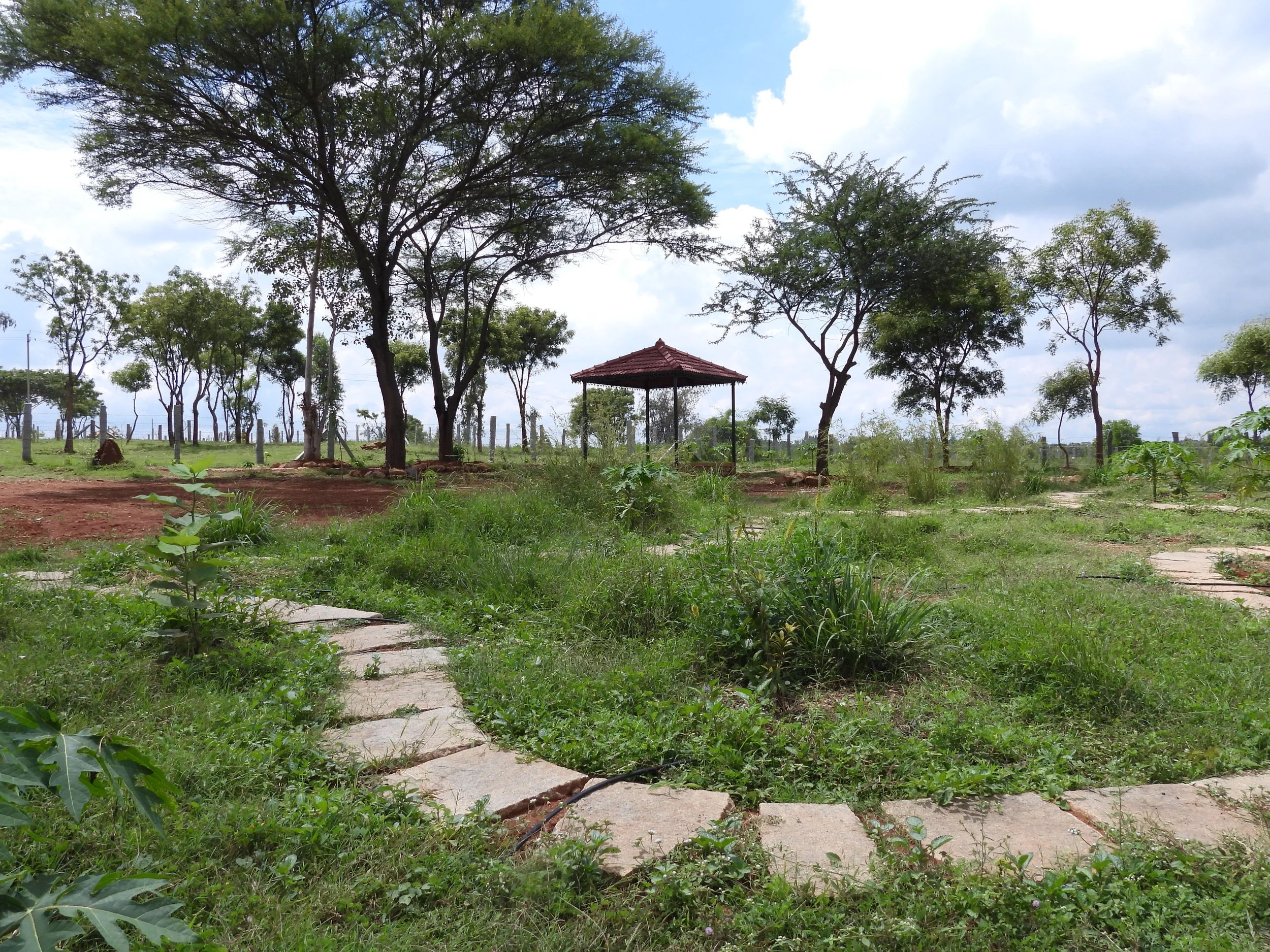 Stone pathways in the food forest