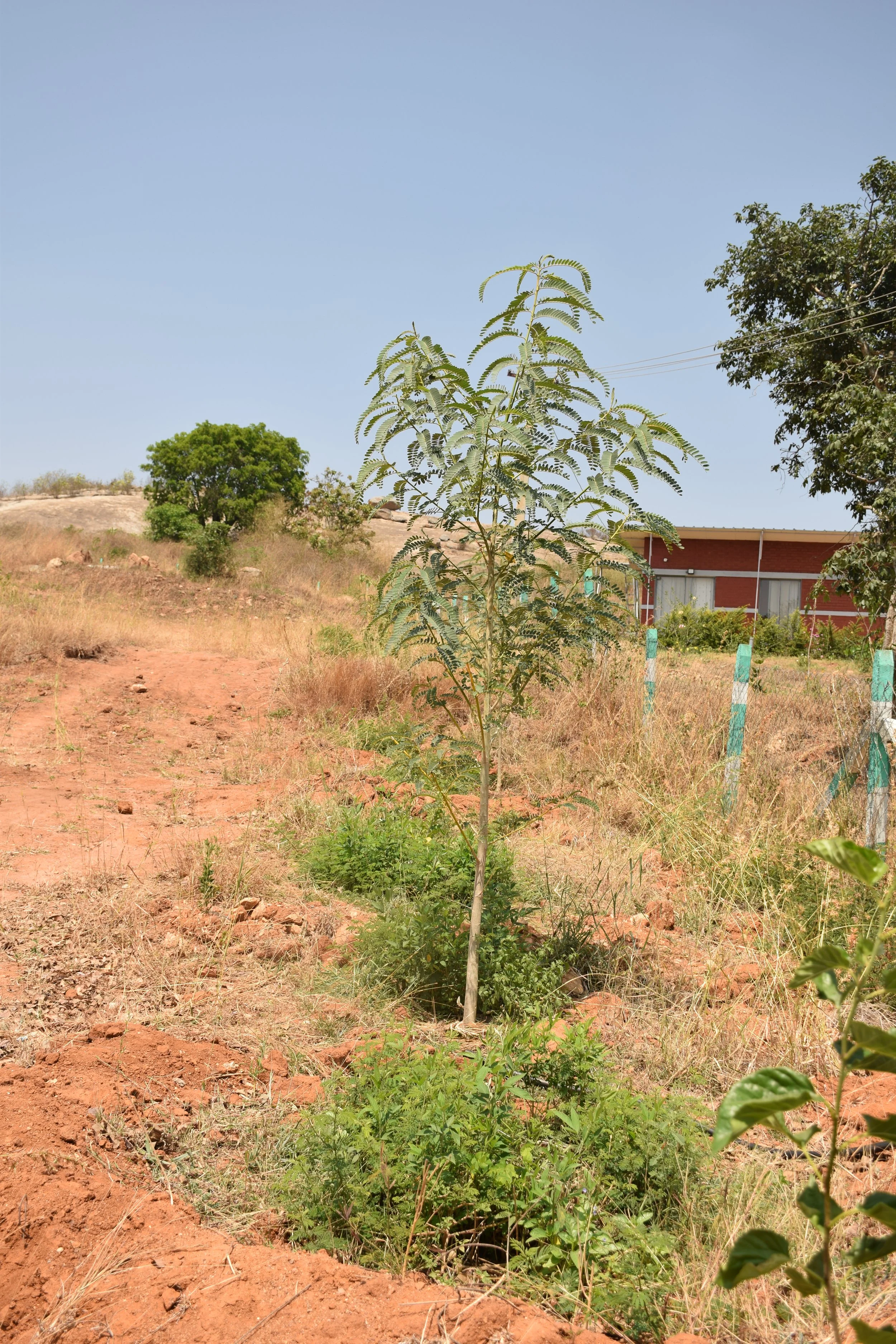 Guild basins after 1 year of planting