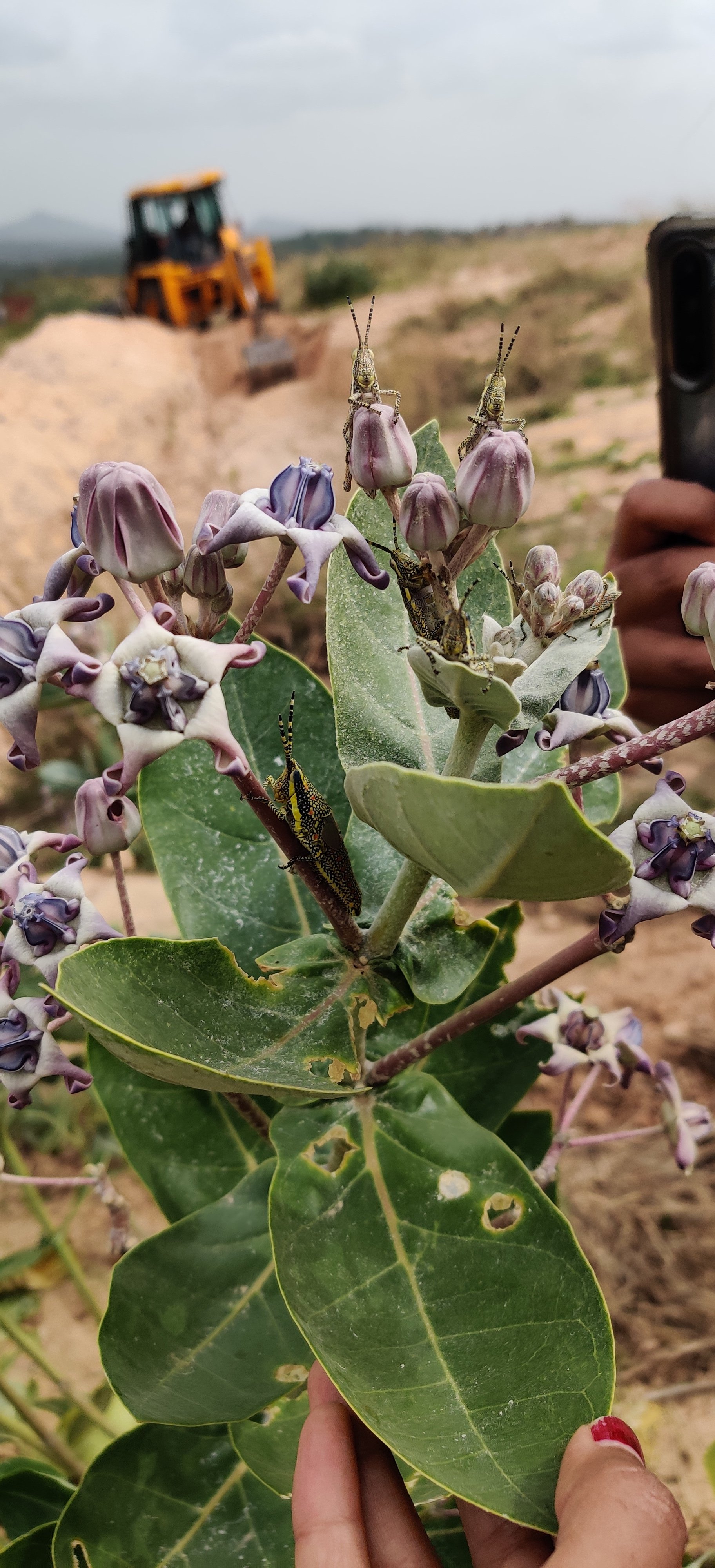 Painted grasshoppers on Calotropis gigantea