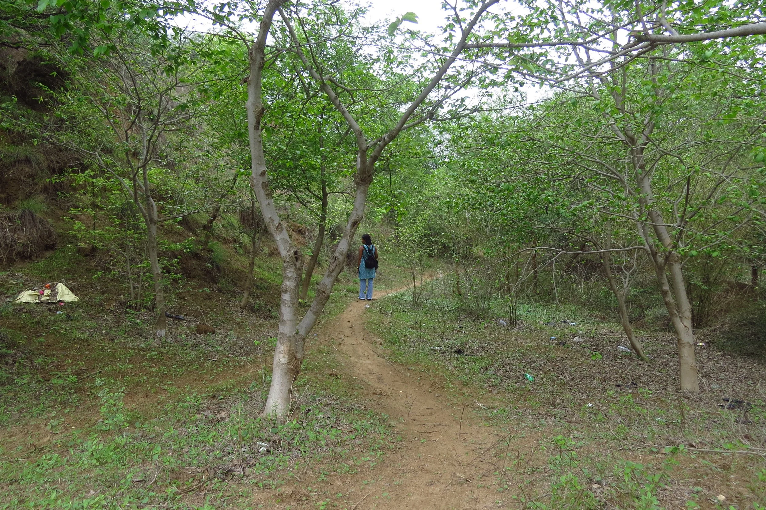Wild zone near site - dry deciduous forest