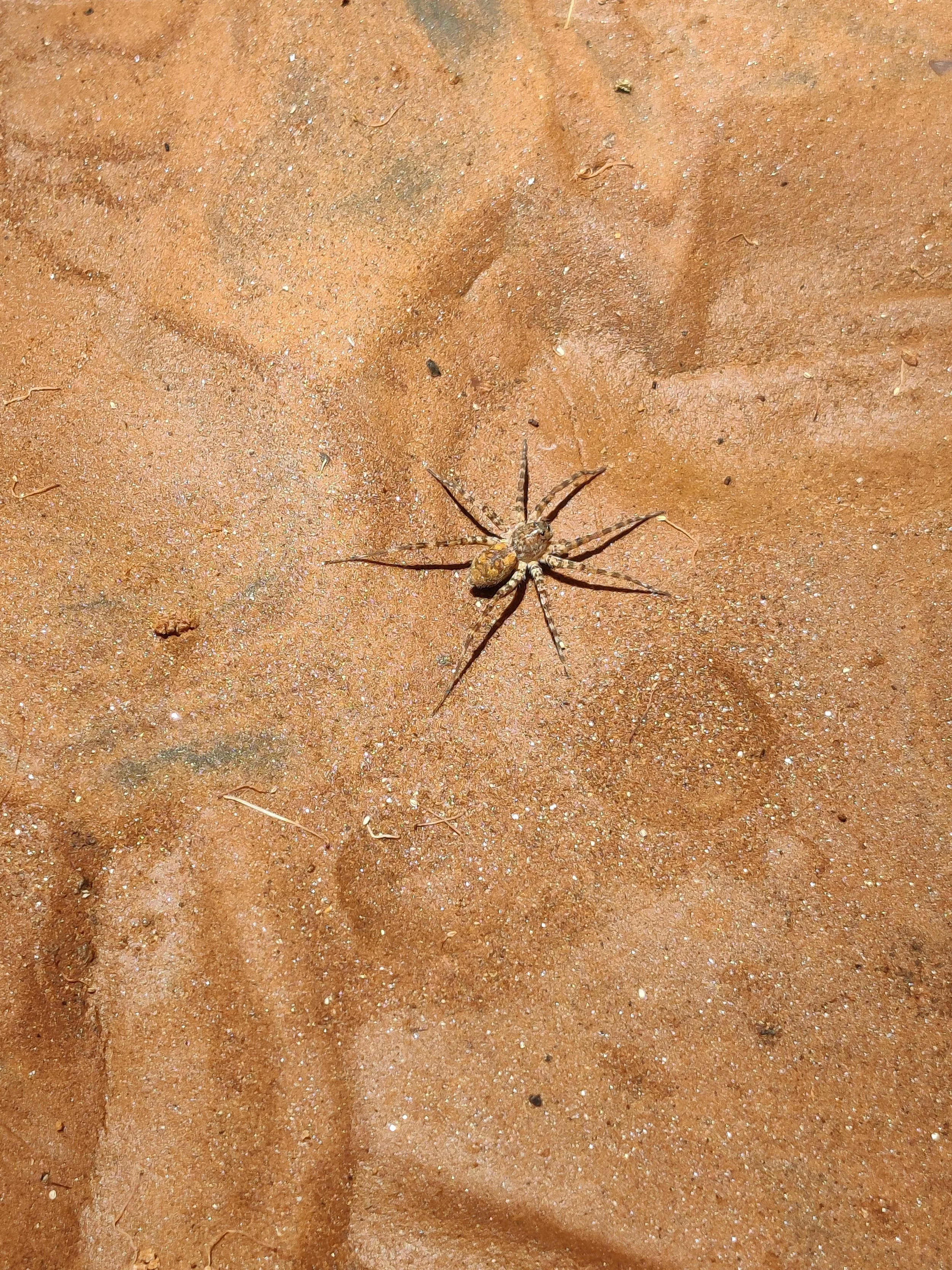 Spider on silt