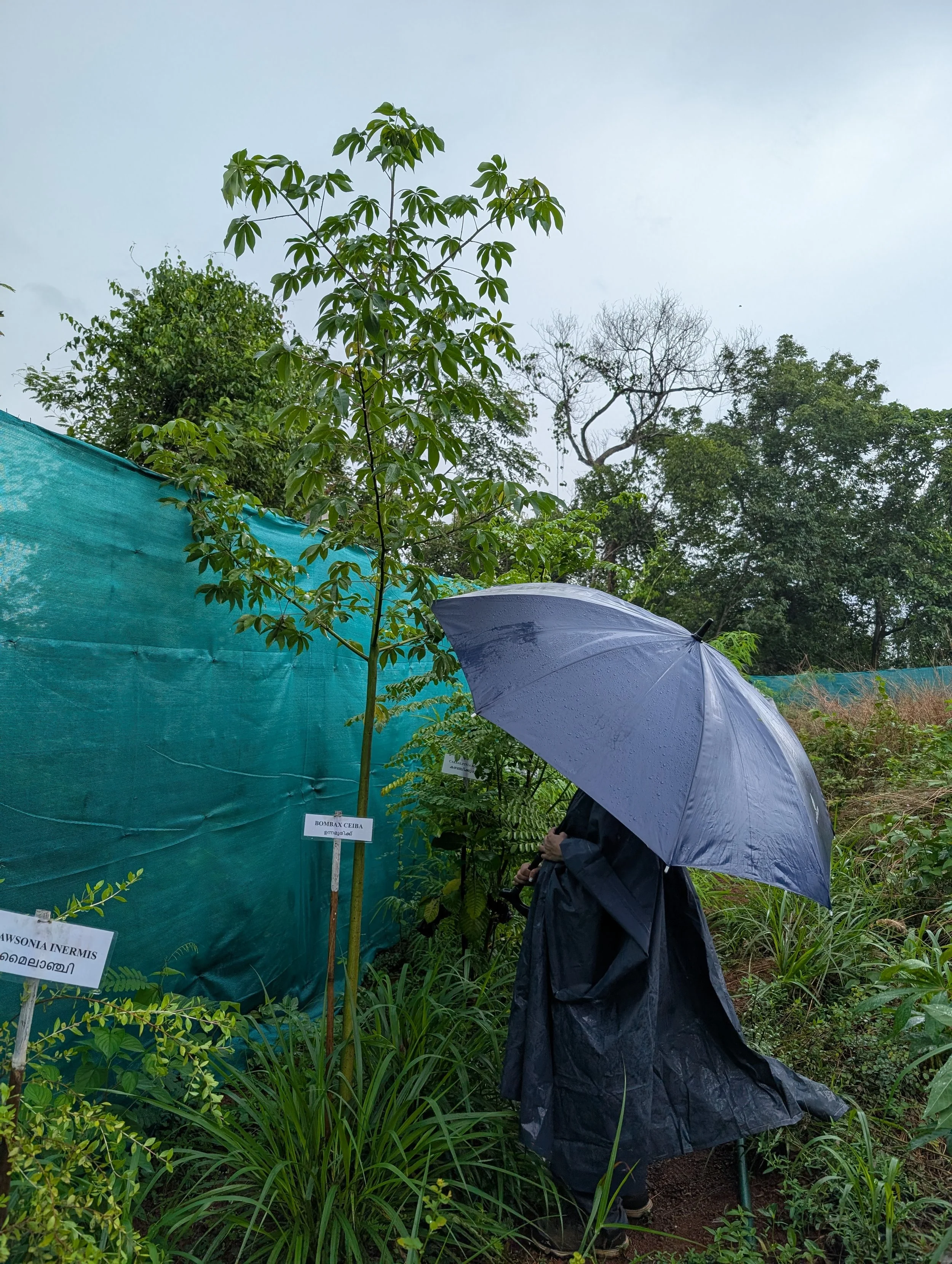 Living fence in 6 months  (Bombax ceiba)