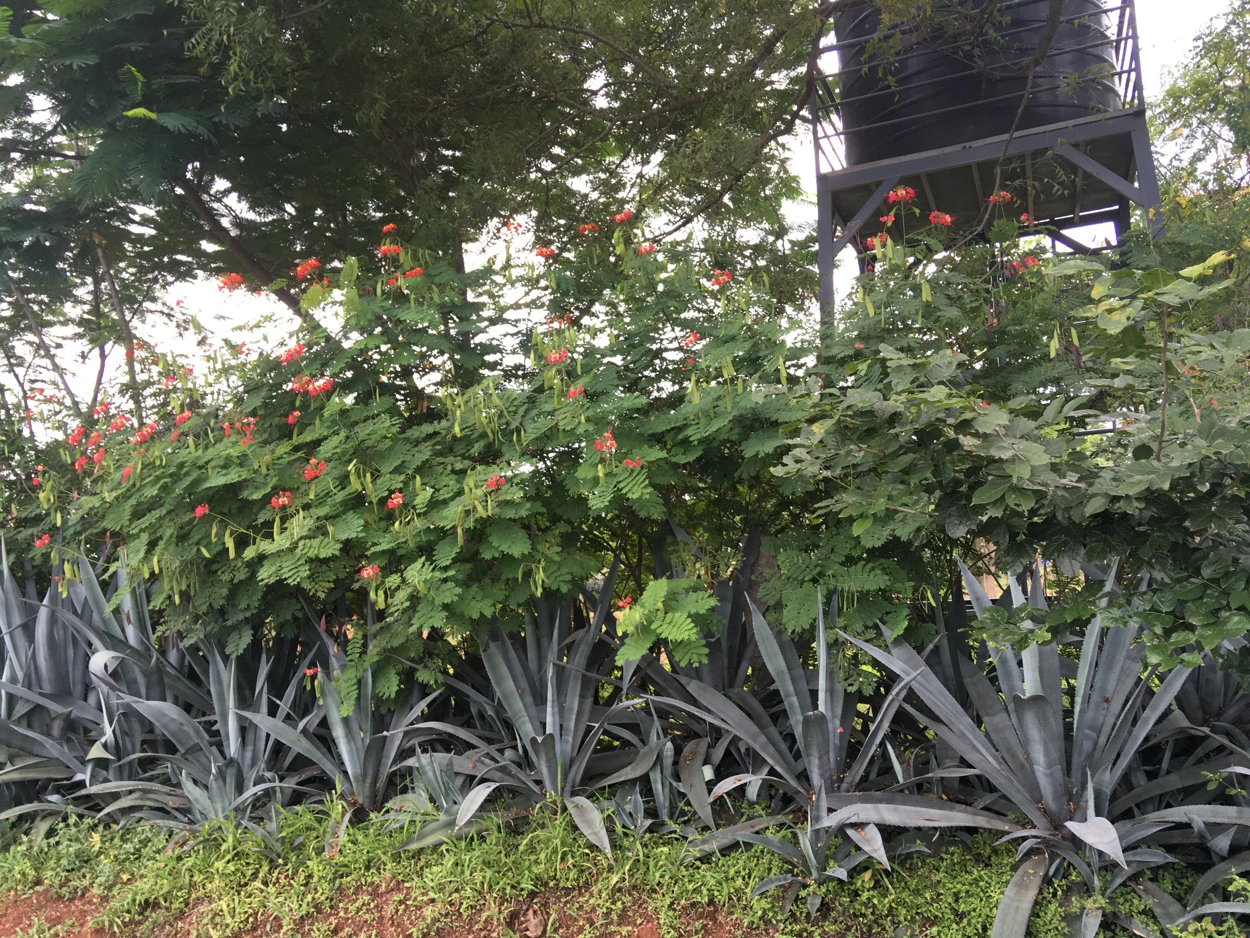 Living fence at 4 years old - with Agave & Ceasalpinia pulcherrima (sown directly)